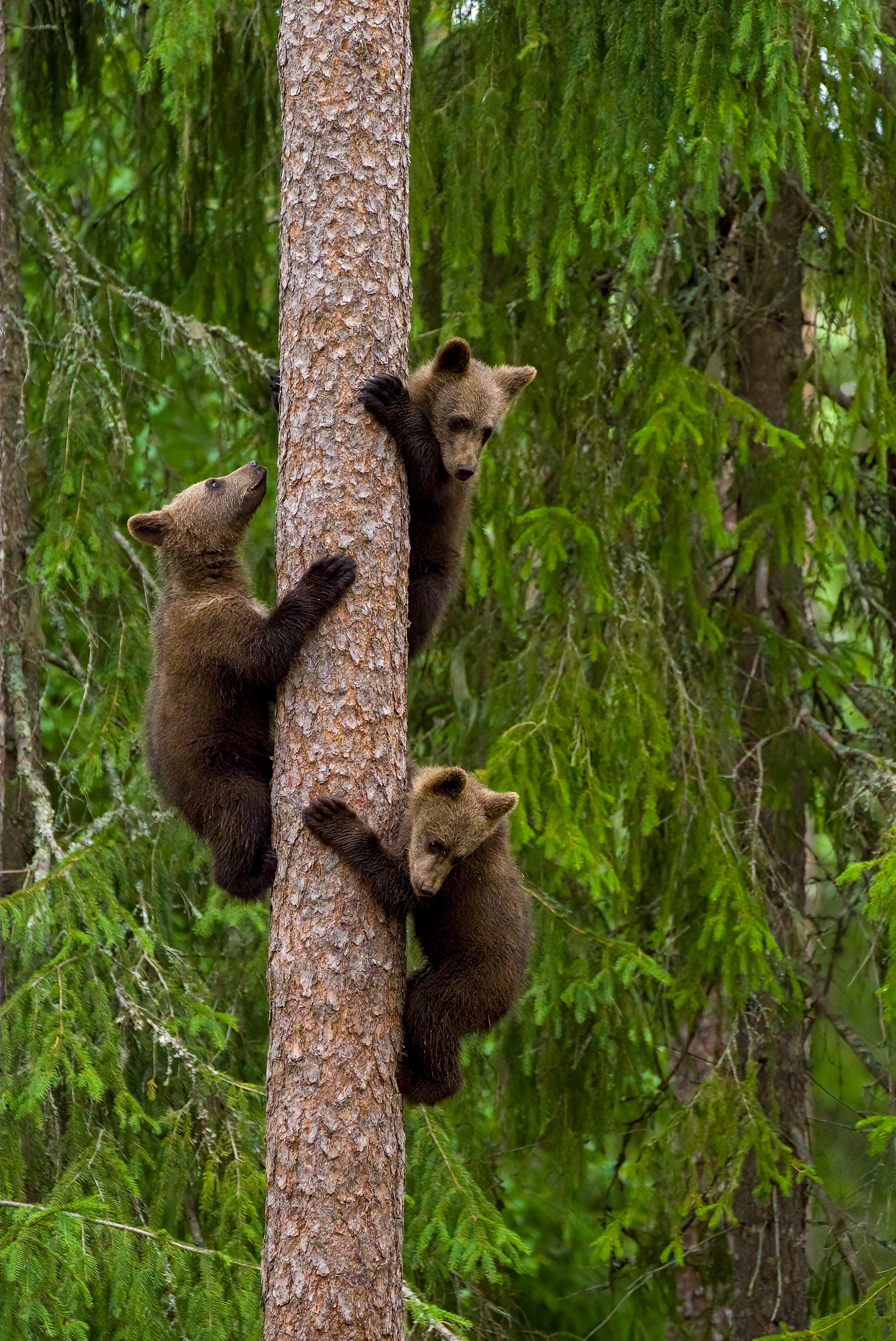 Brown bears, Finland