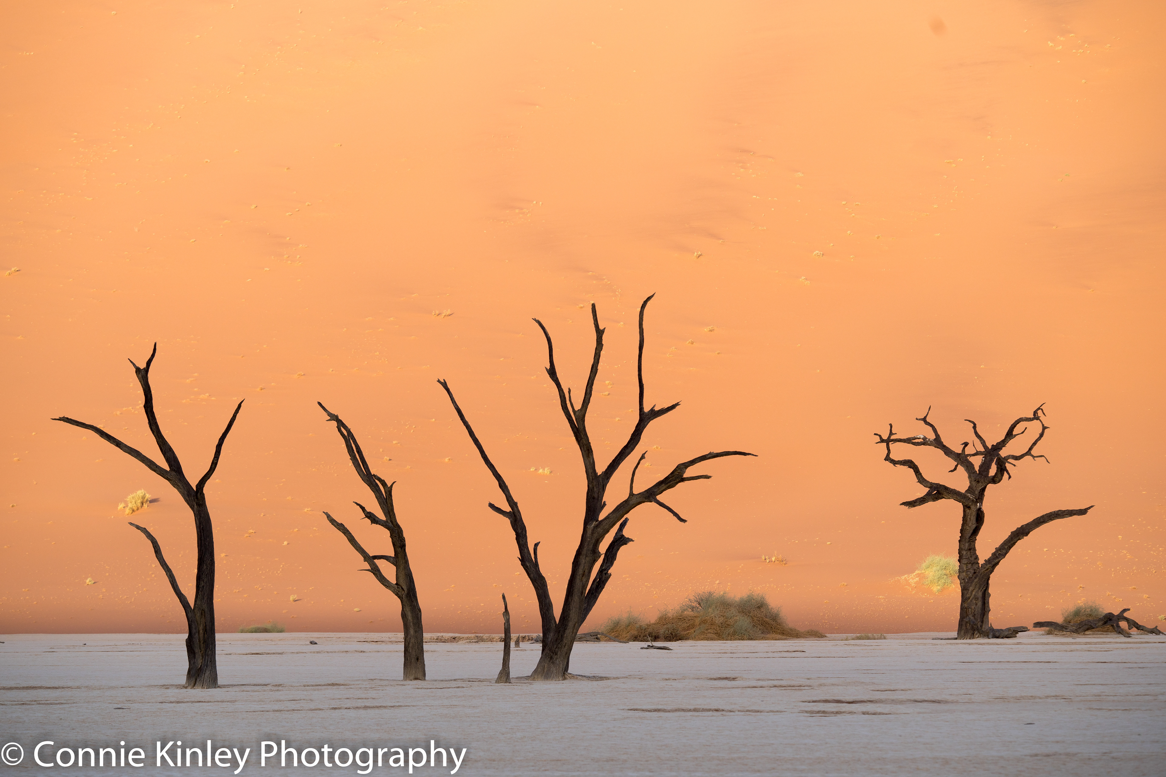Trees, Deadvlei, Sossusvlei