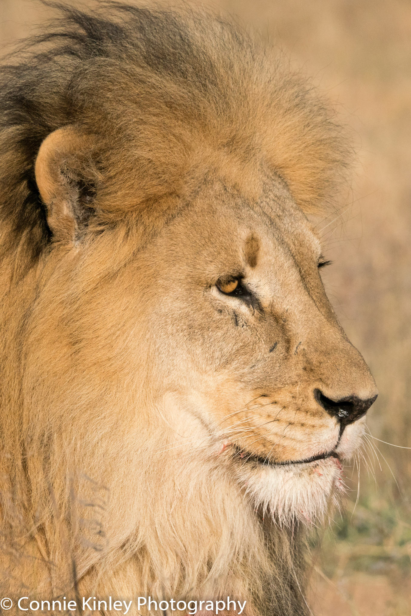 Male lion portrait, Okonjima