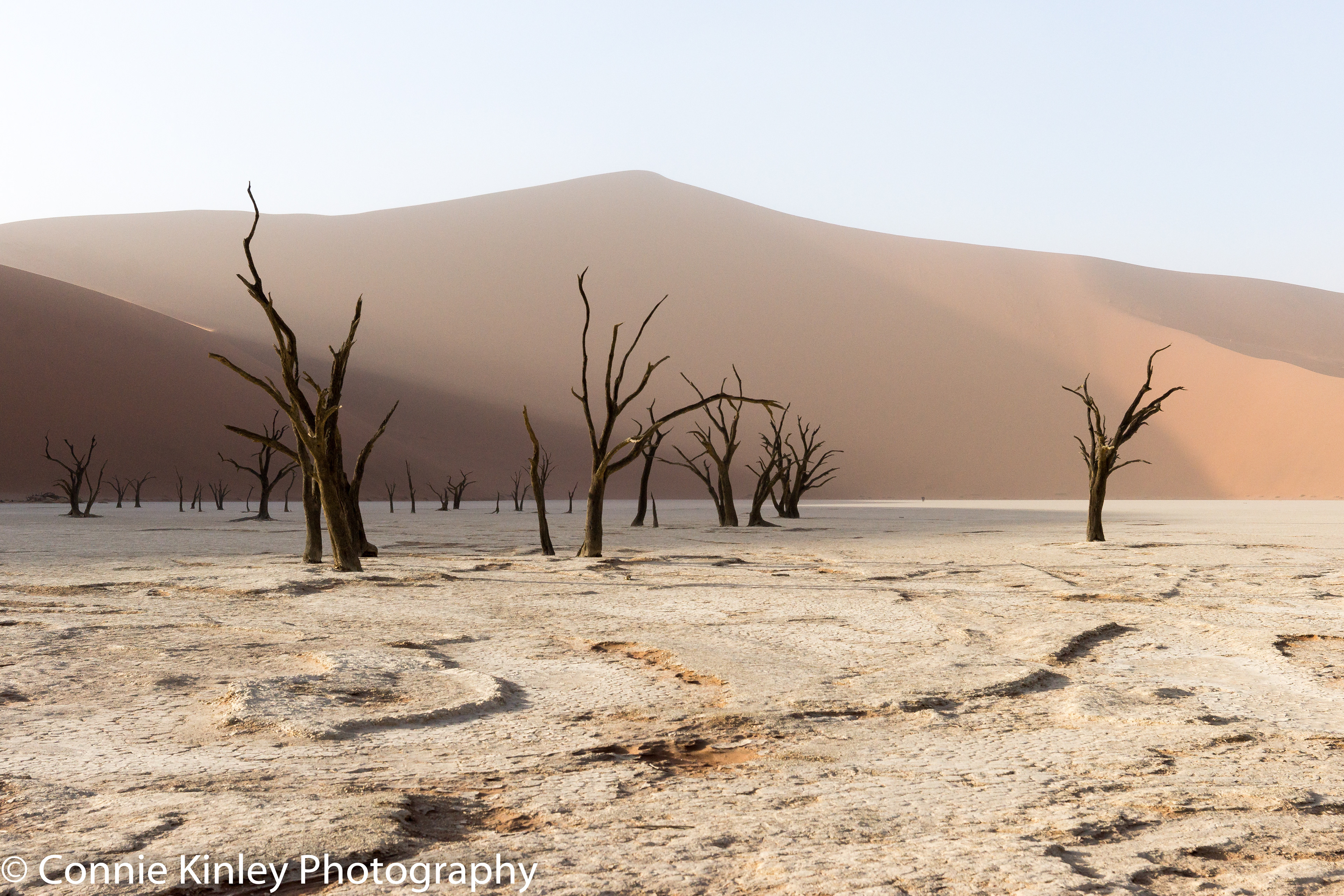 Trees, Deadvlei, Sossusvlei
