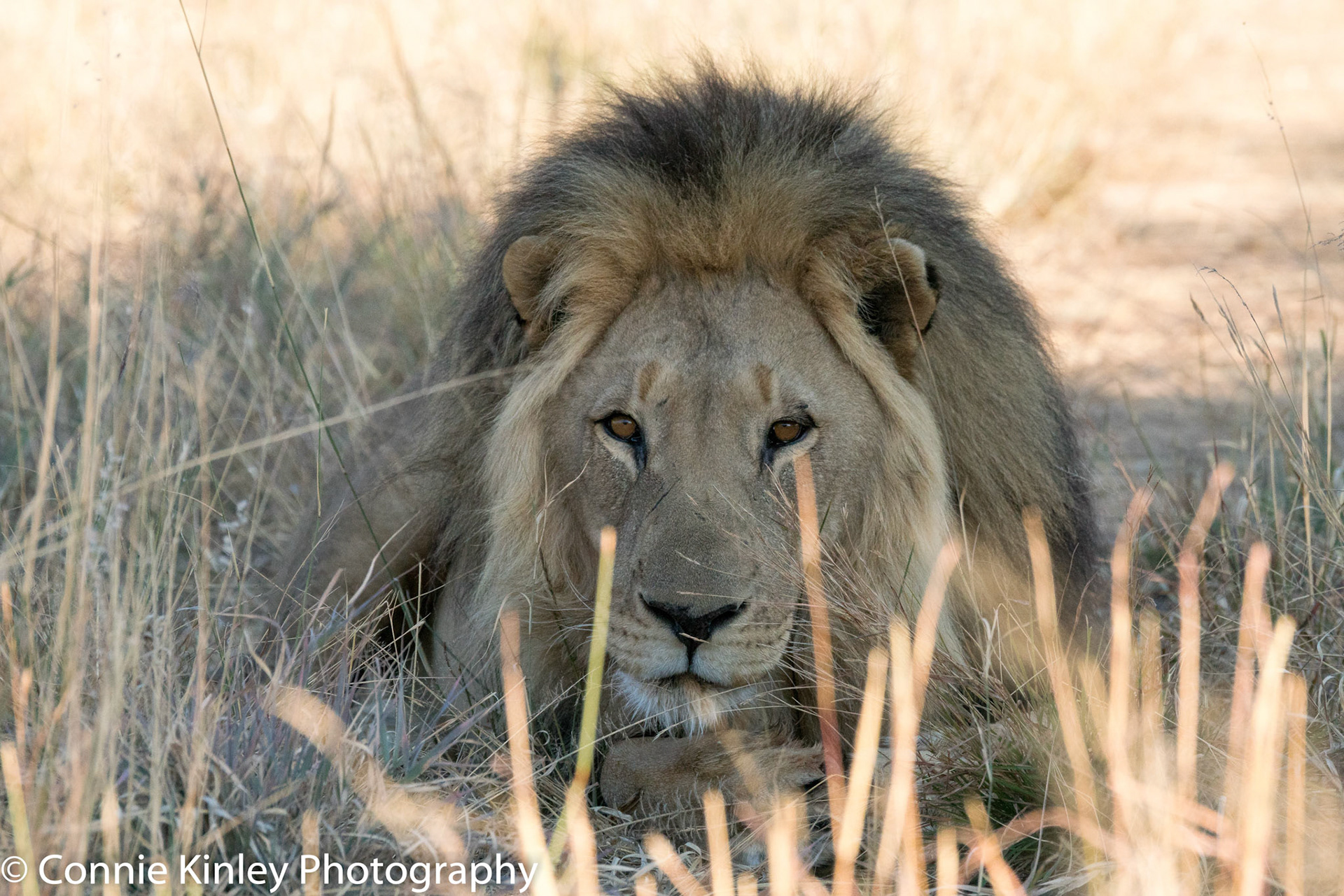 Male lion, Okonjima
