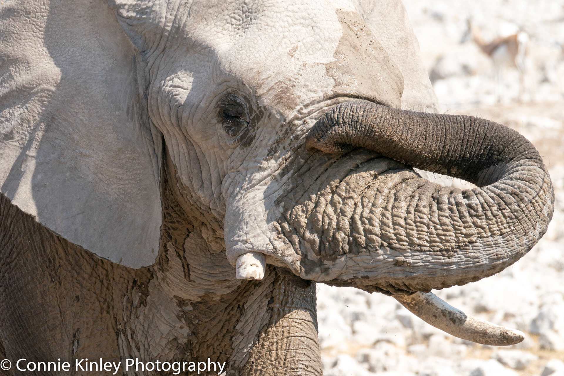Elephant, Etosha
