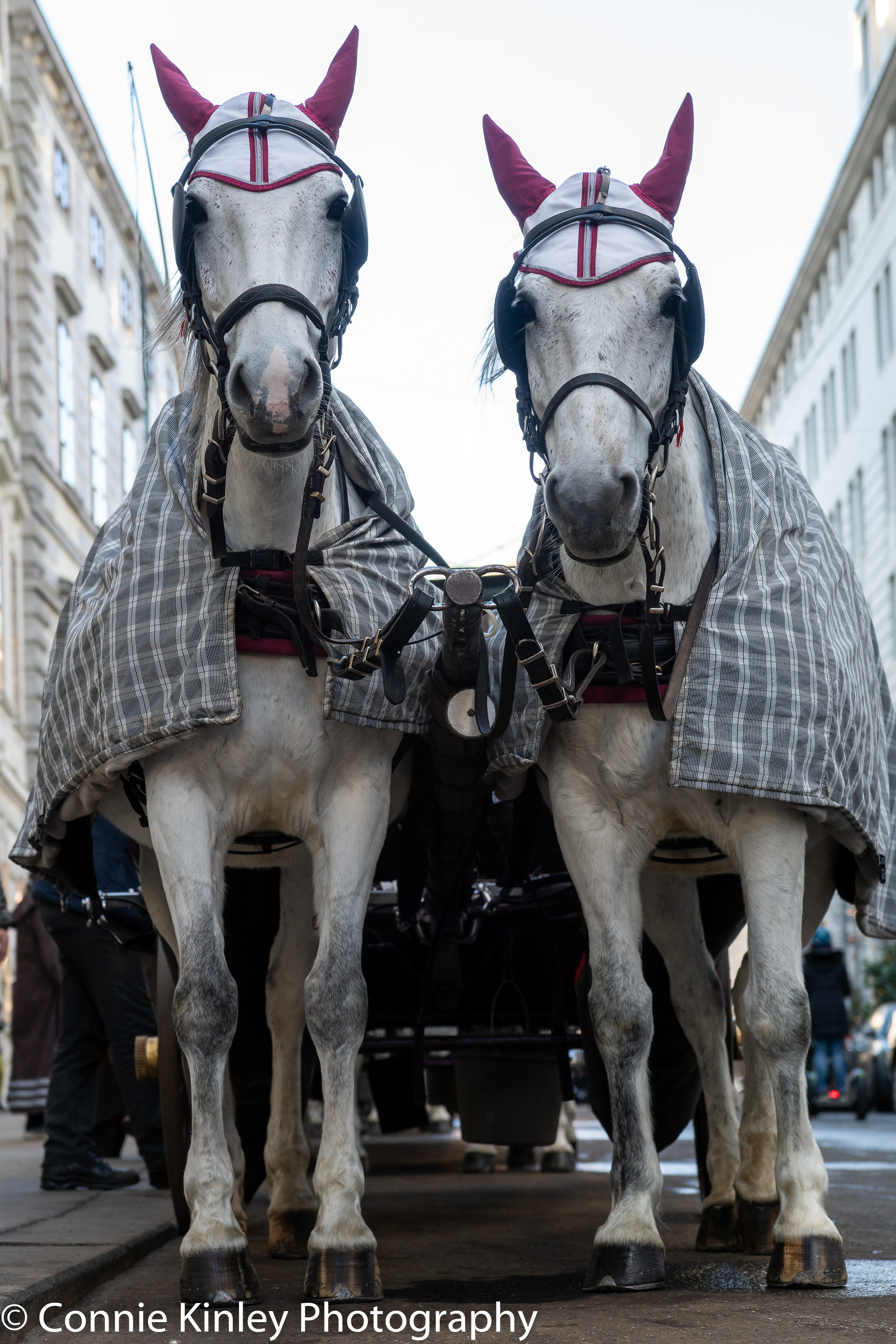 Vienna