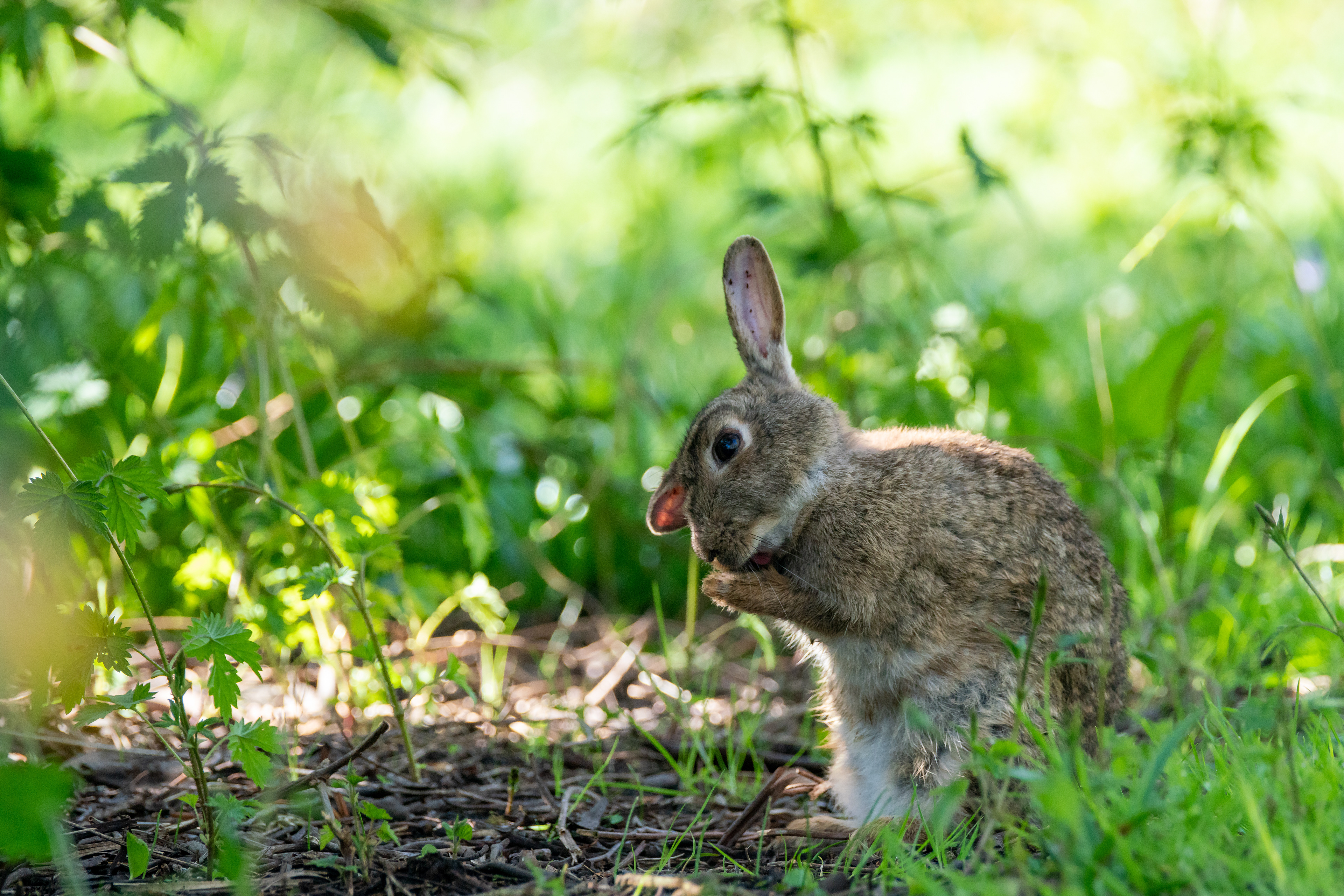 Rabbit, Bushy Park