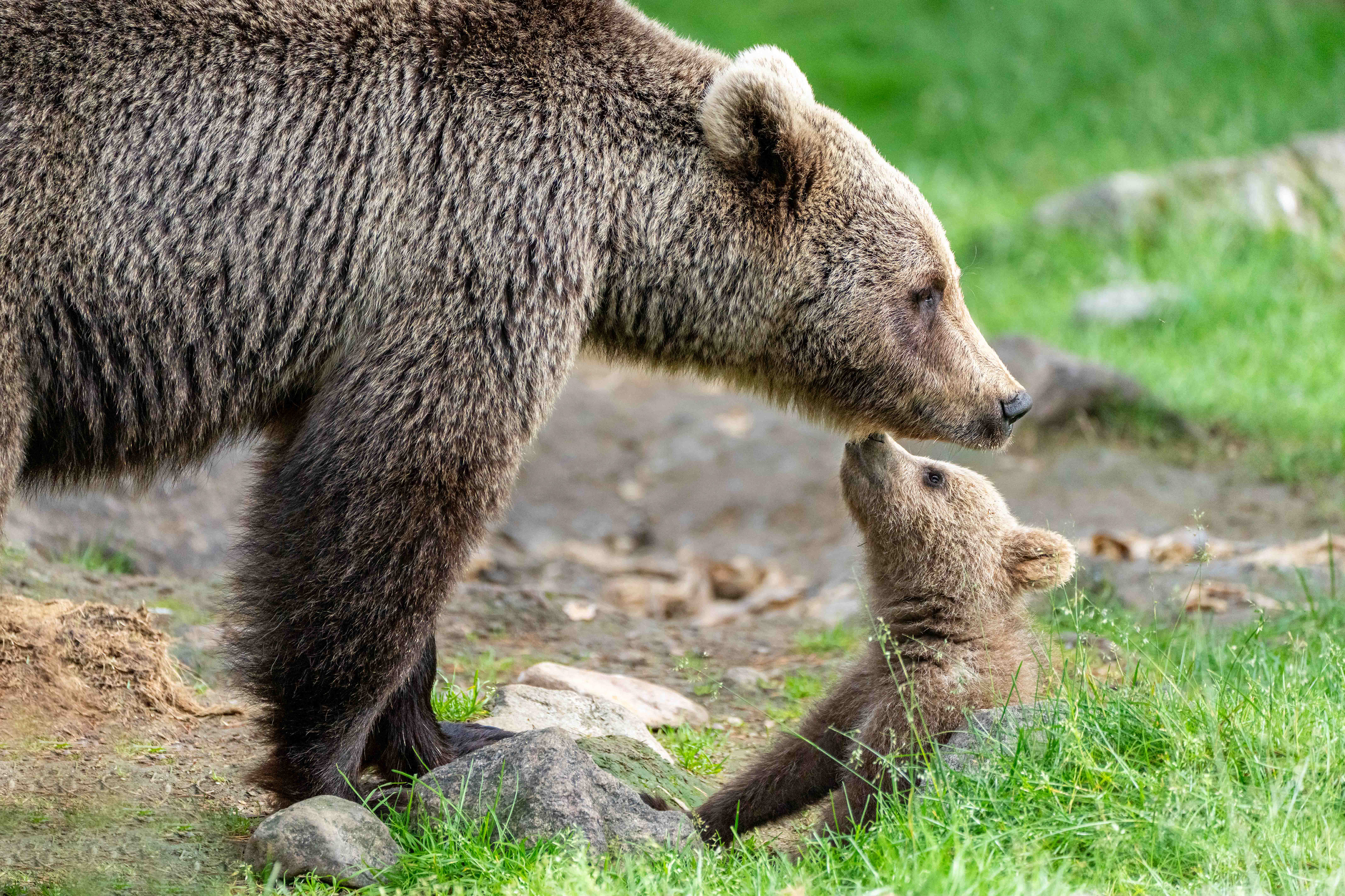 Brown bears, Finland