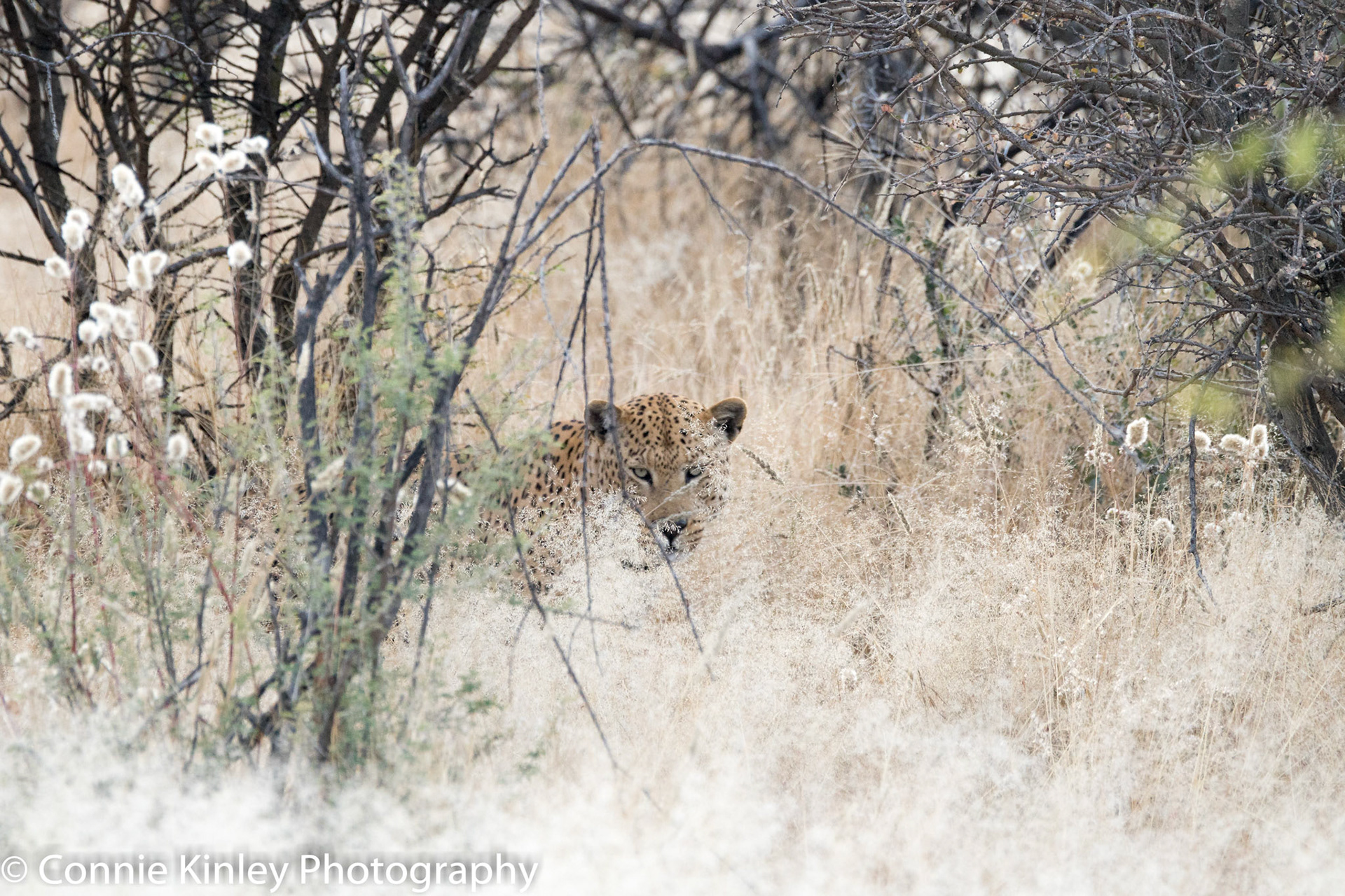 Leopard hiding, Okonjima