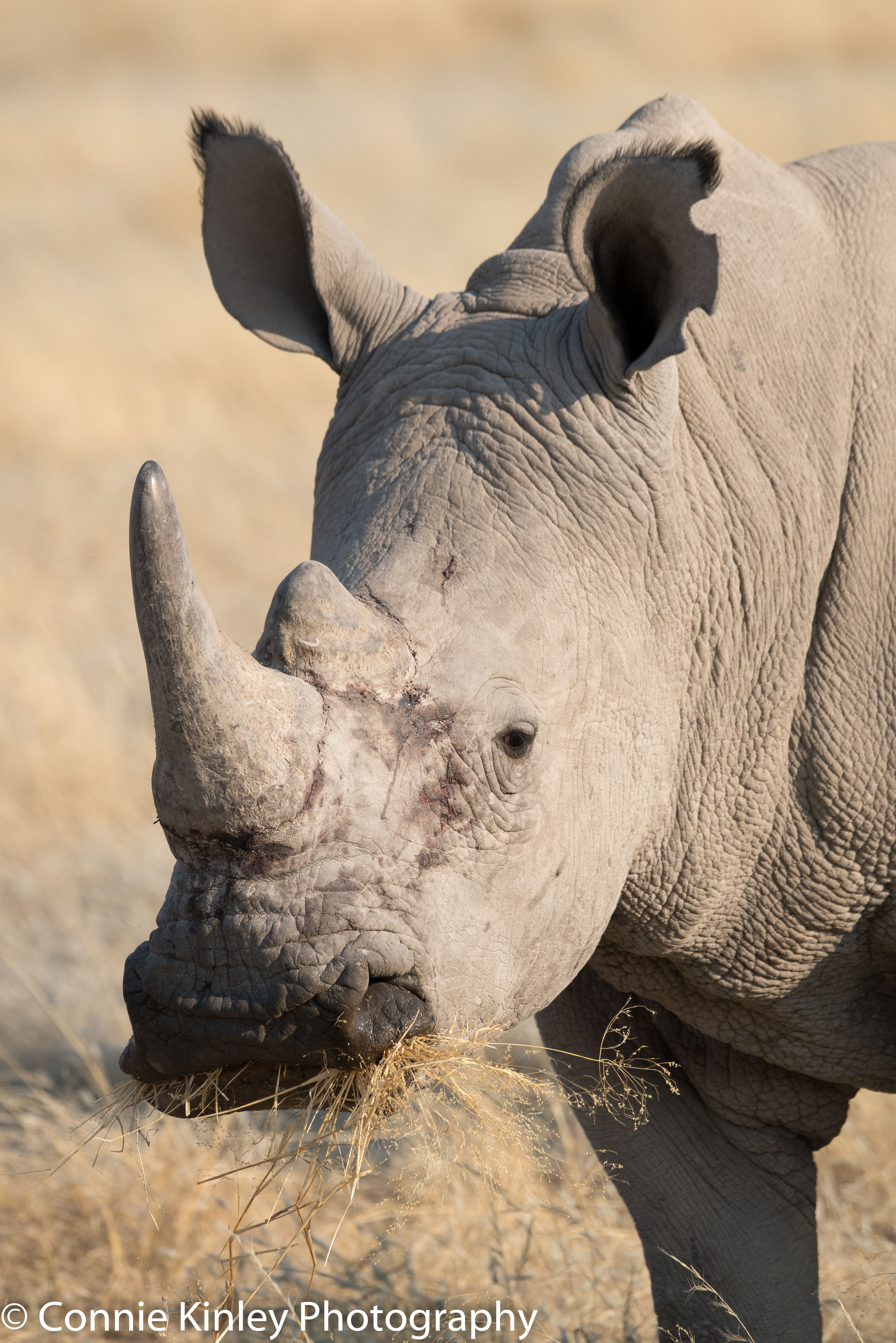 White Rhino, Ongava