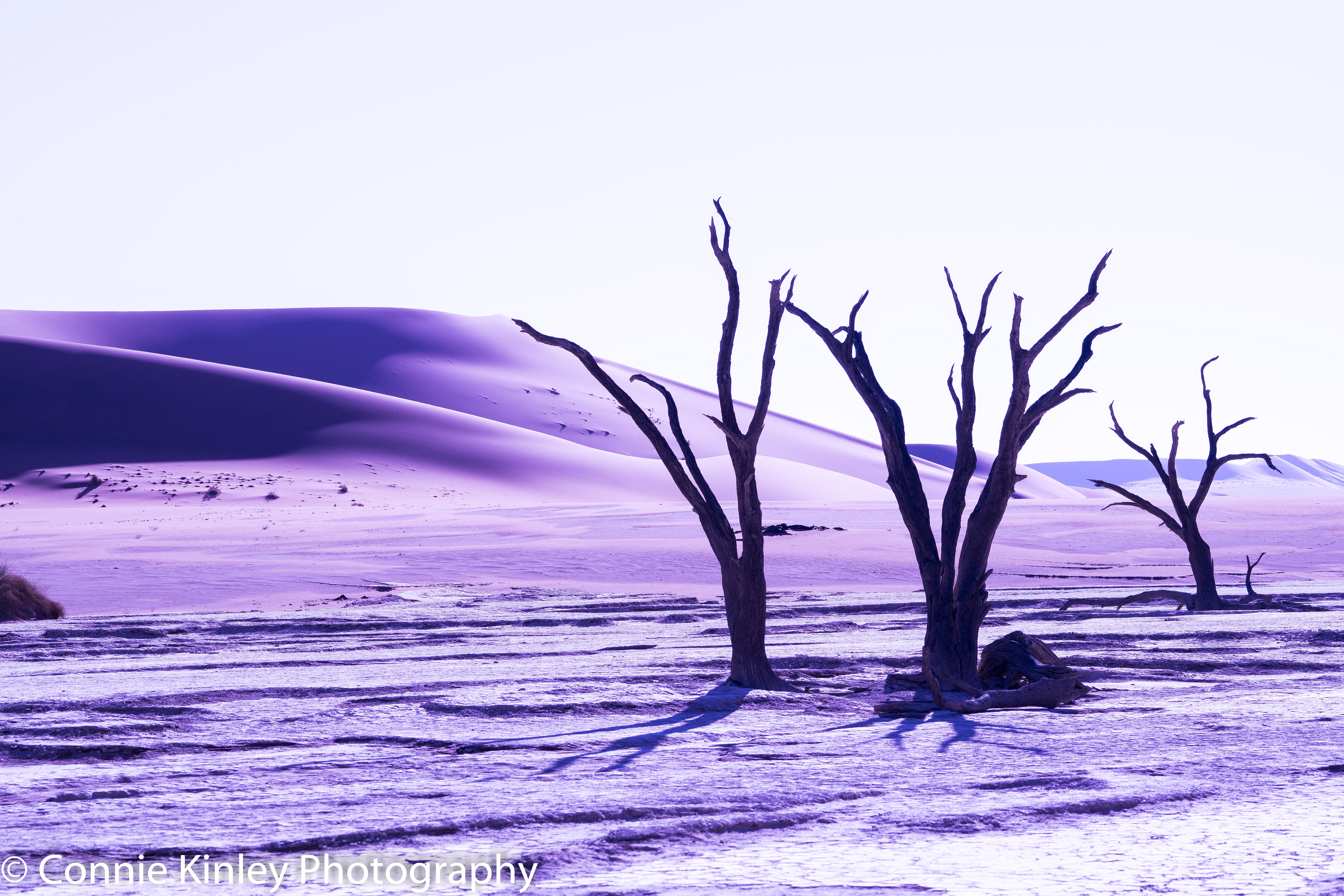 Trees, Deadvlei, Sossusvlei