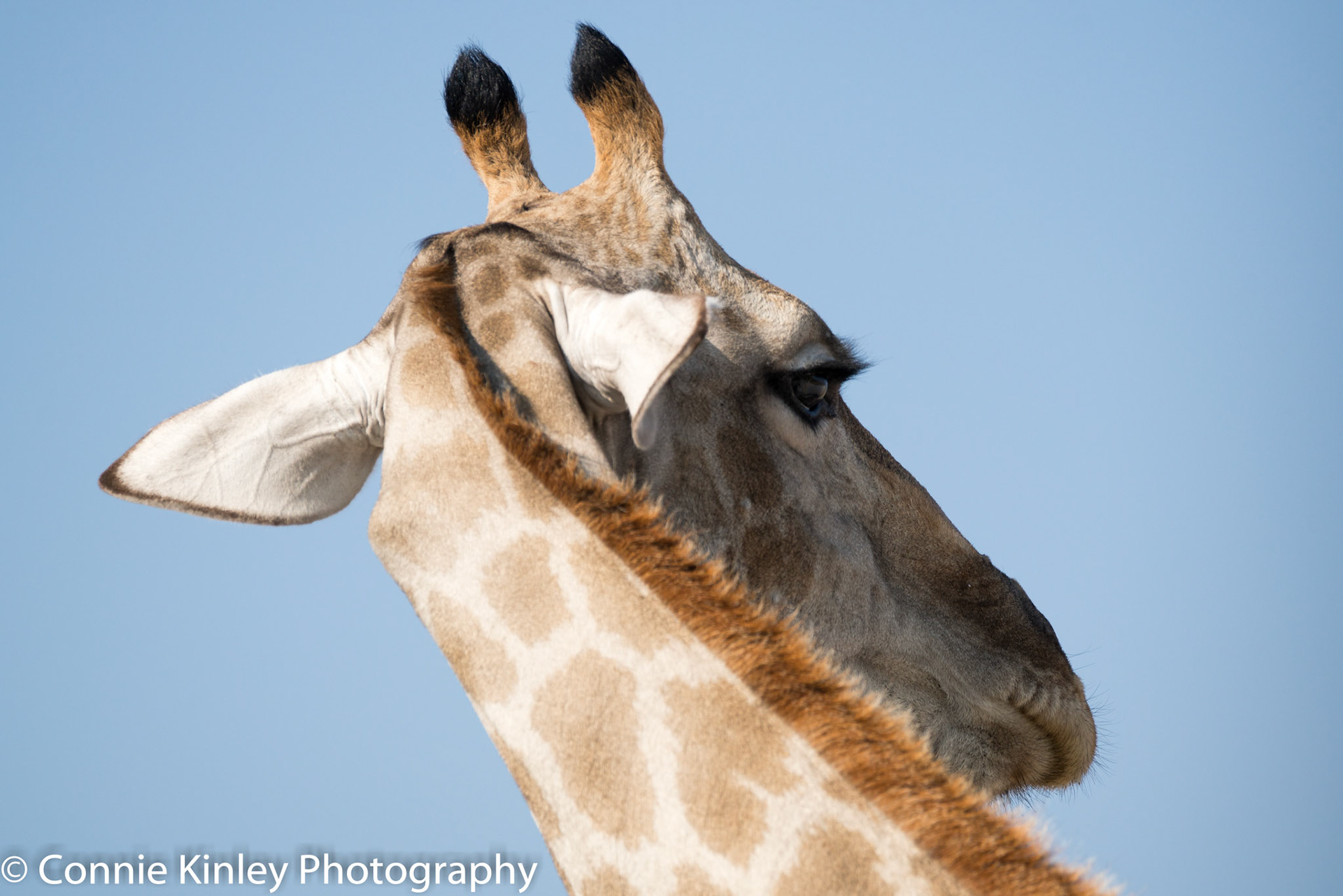 Giraffe, Etosha