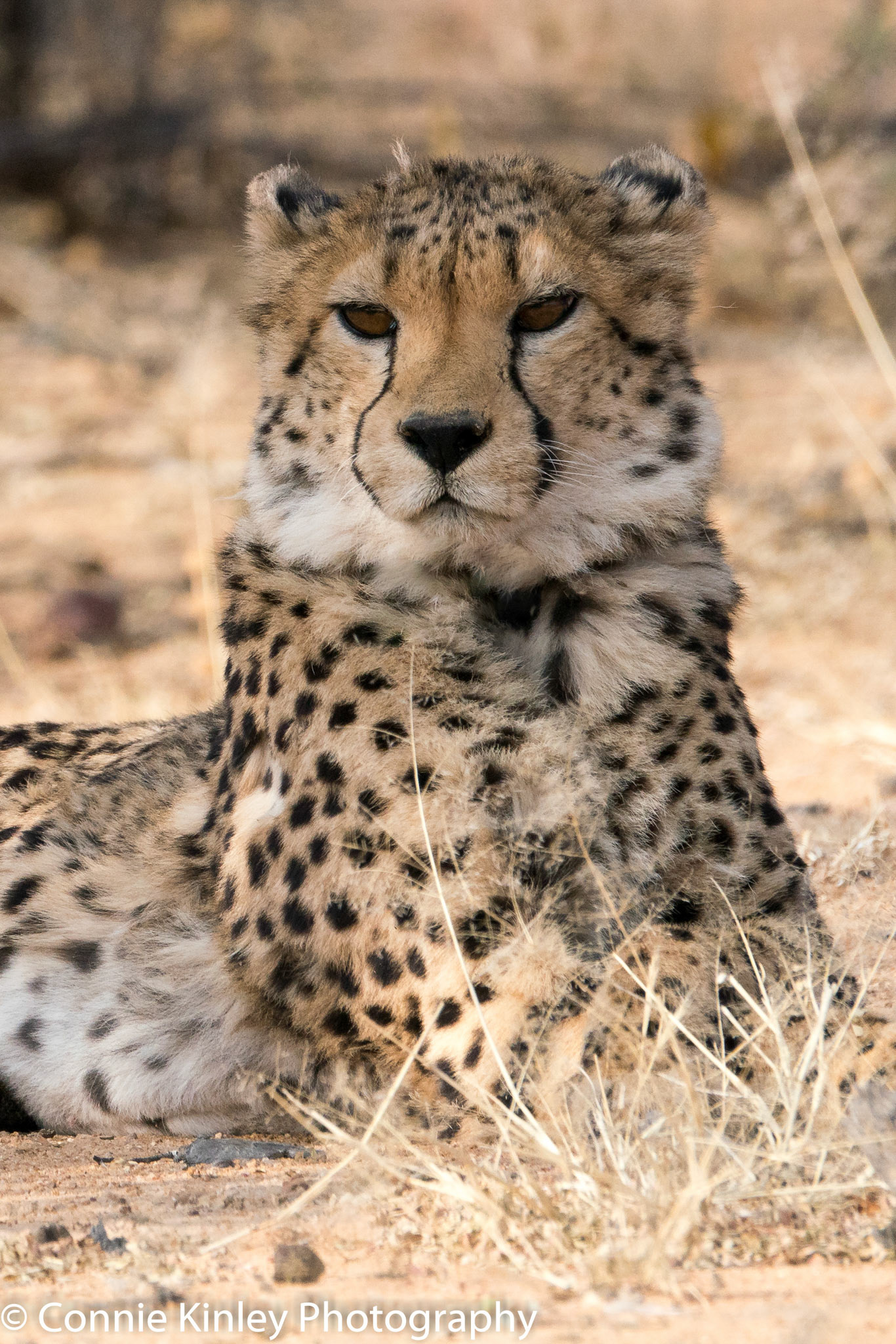 Cheetah resting, Okonjima