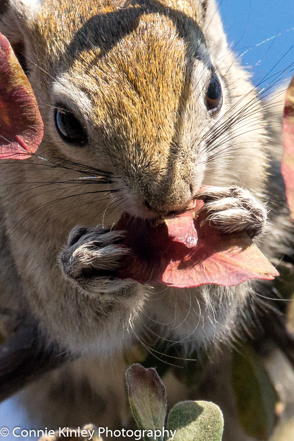 Tree squirrel, Ongava