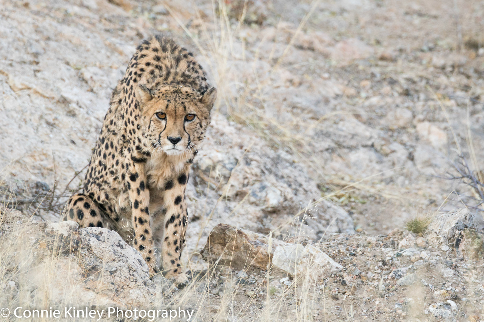 Cheetah, Okonjima