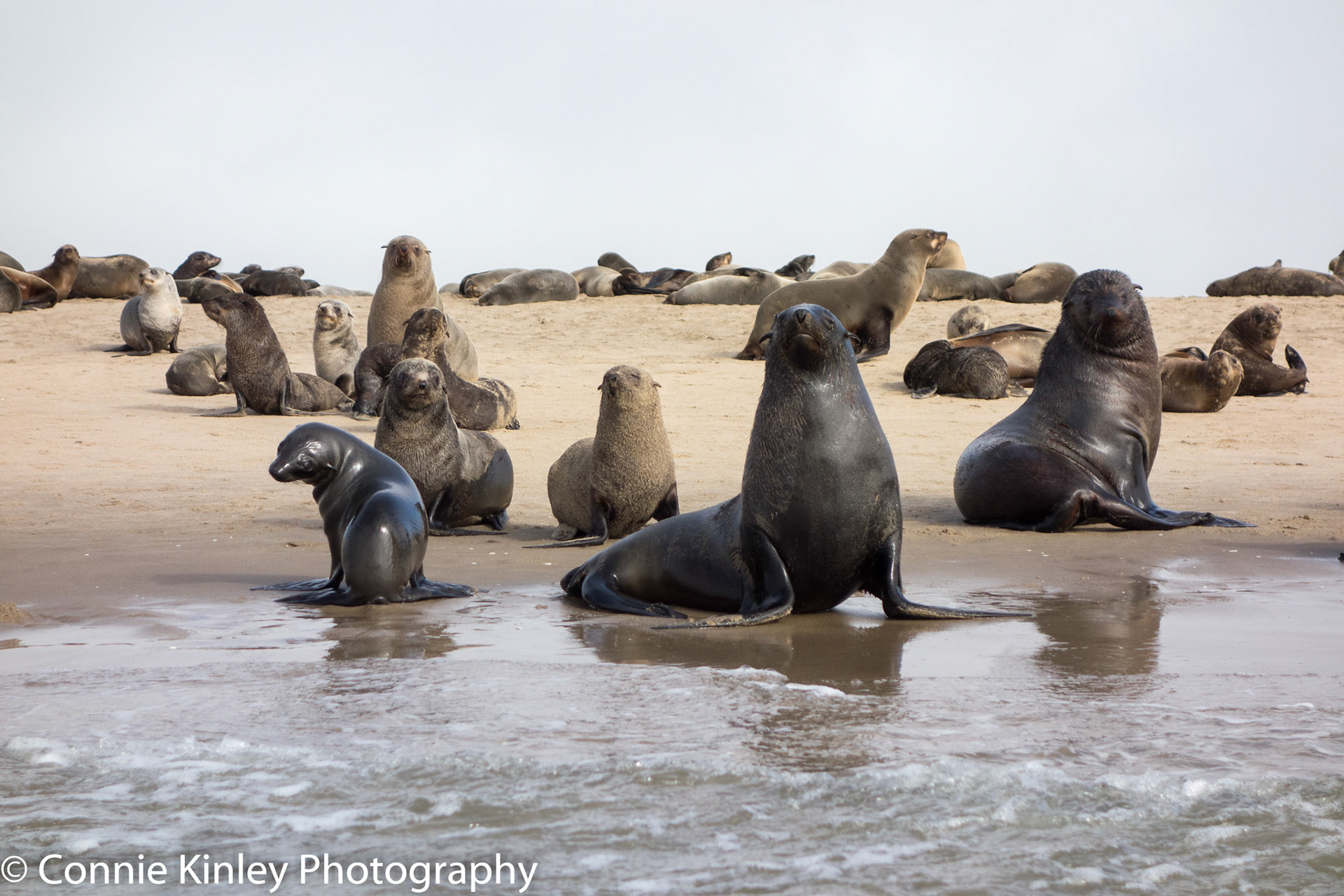Seals, Walvis Bay
