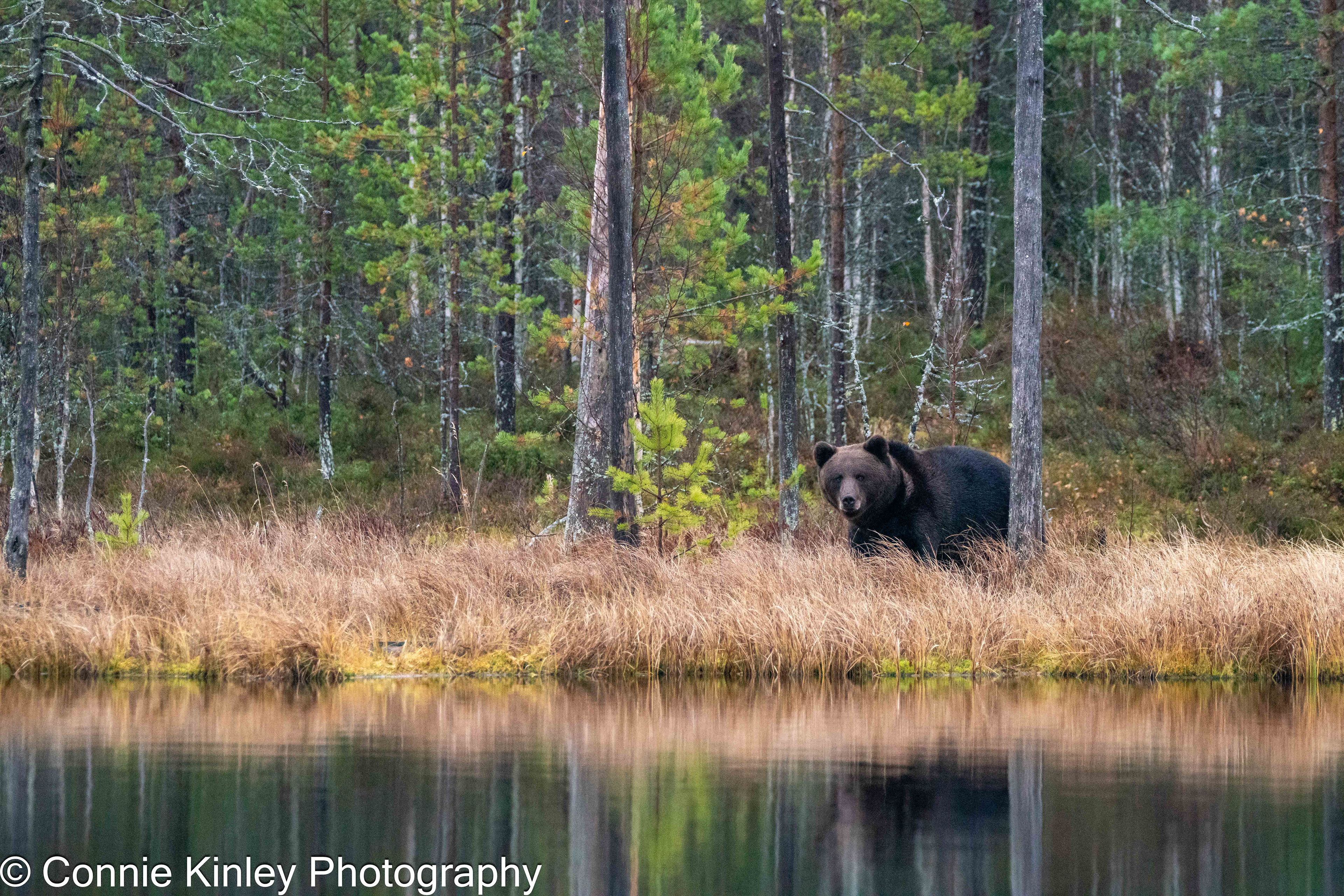 Brown bears, Finland