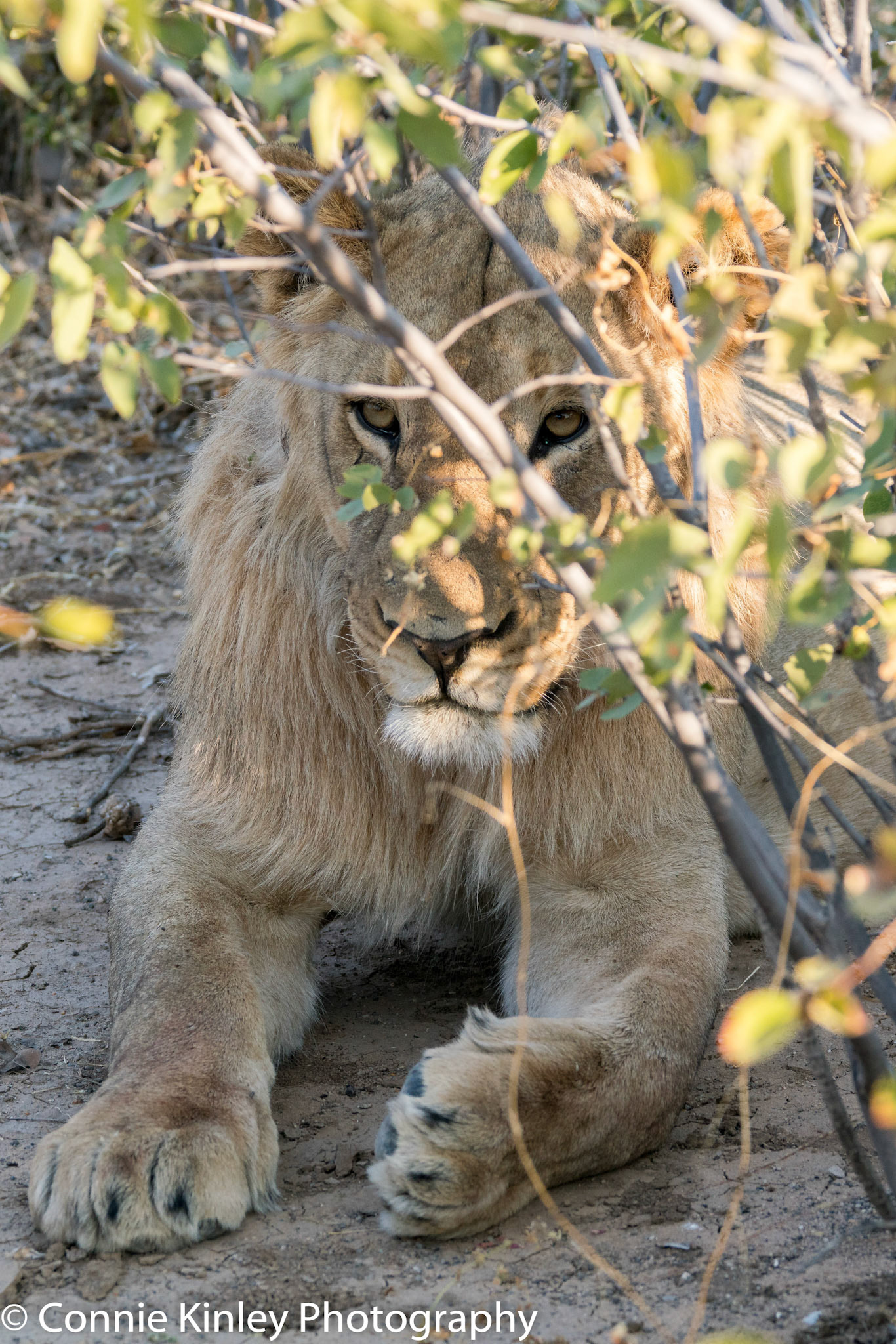Young male lion in bushes, Ongava