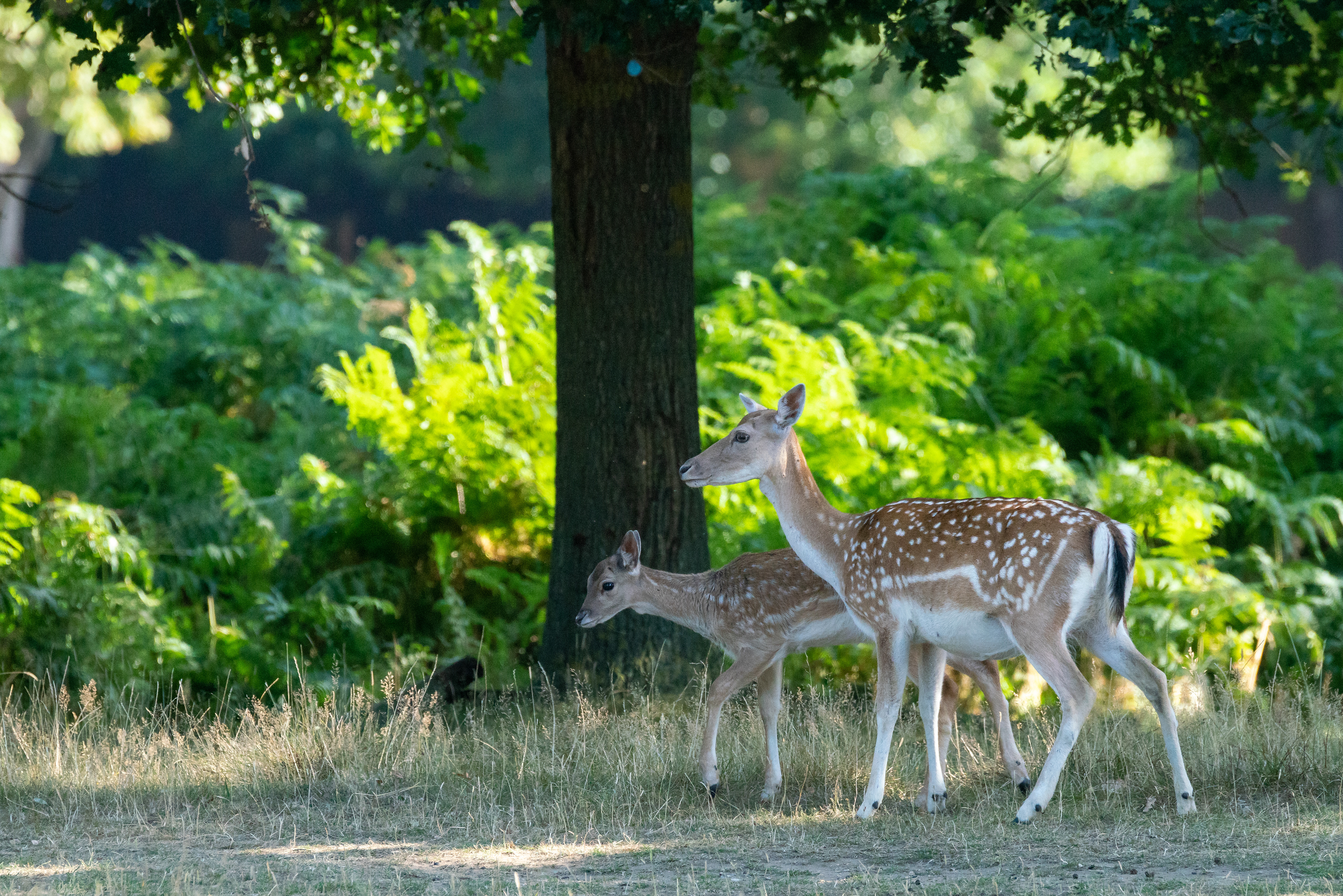 Deer, Bushy Park