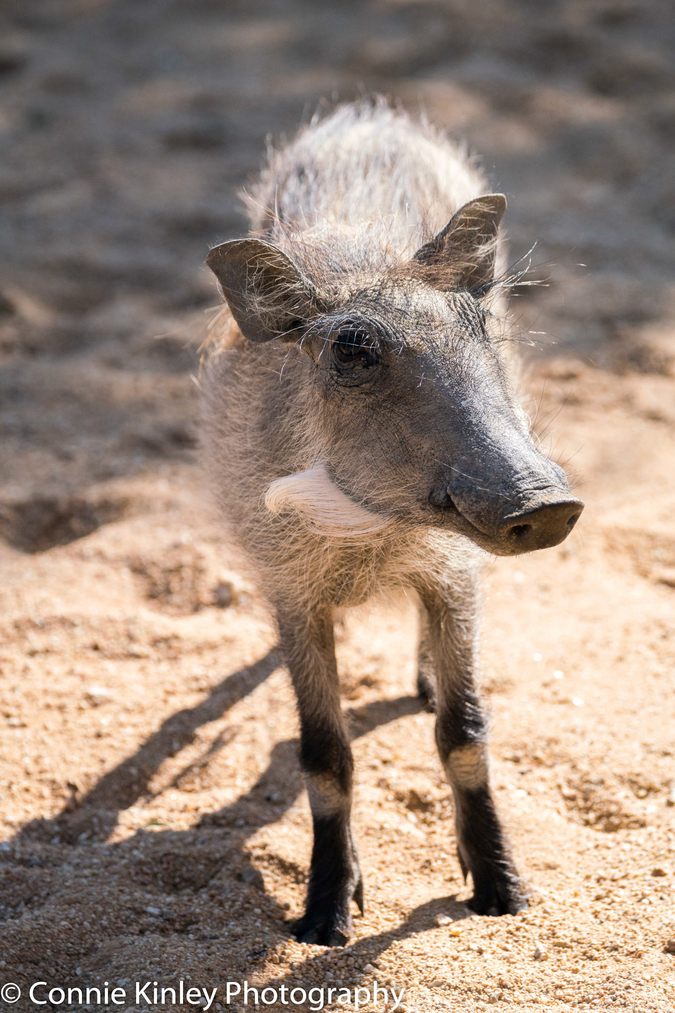 Warthog, Okonjima