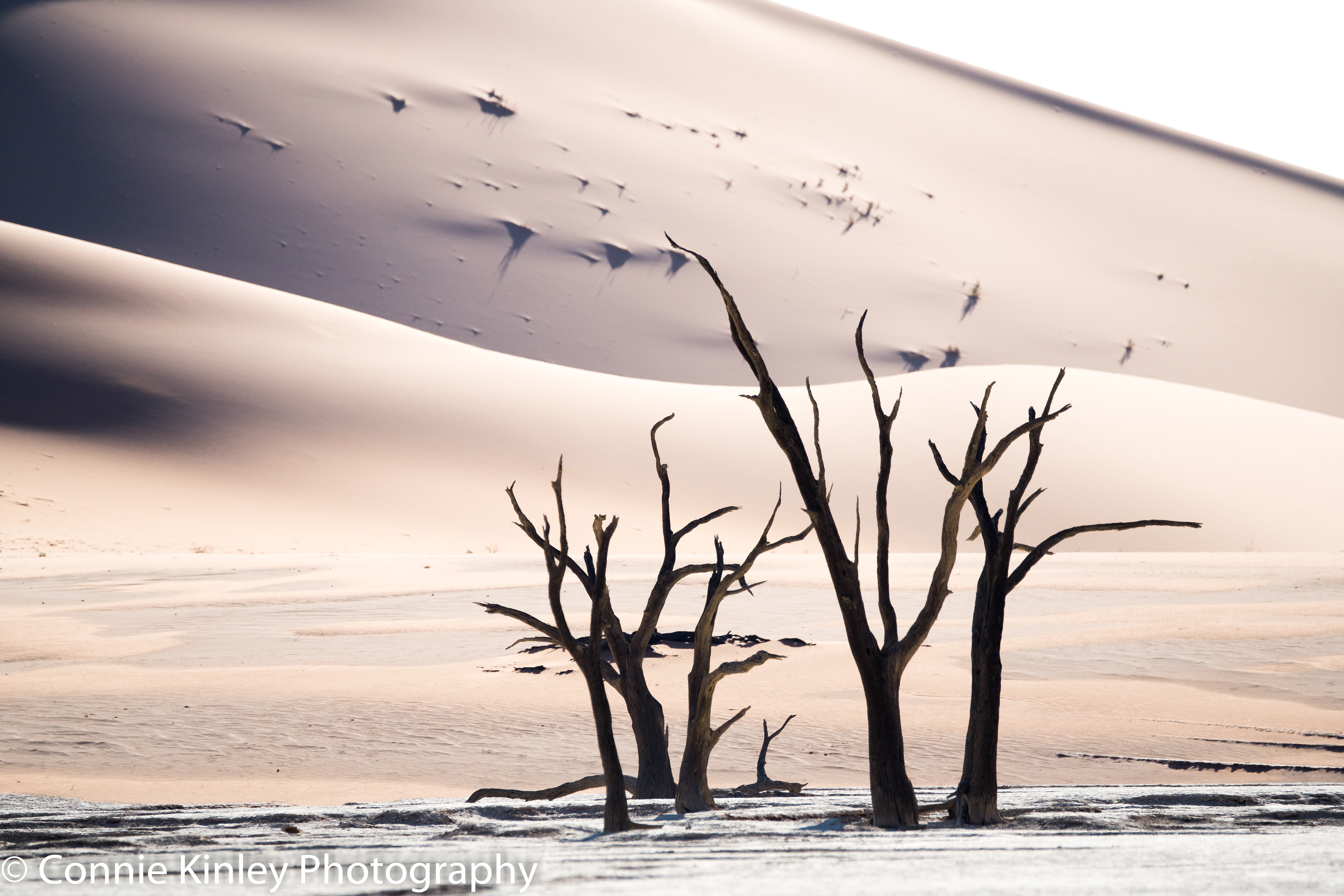 Trees, Sossusvlei