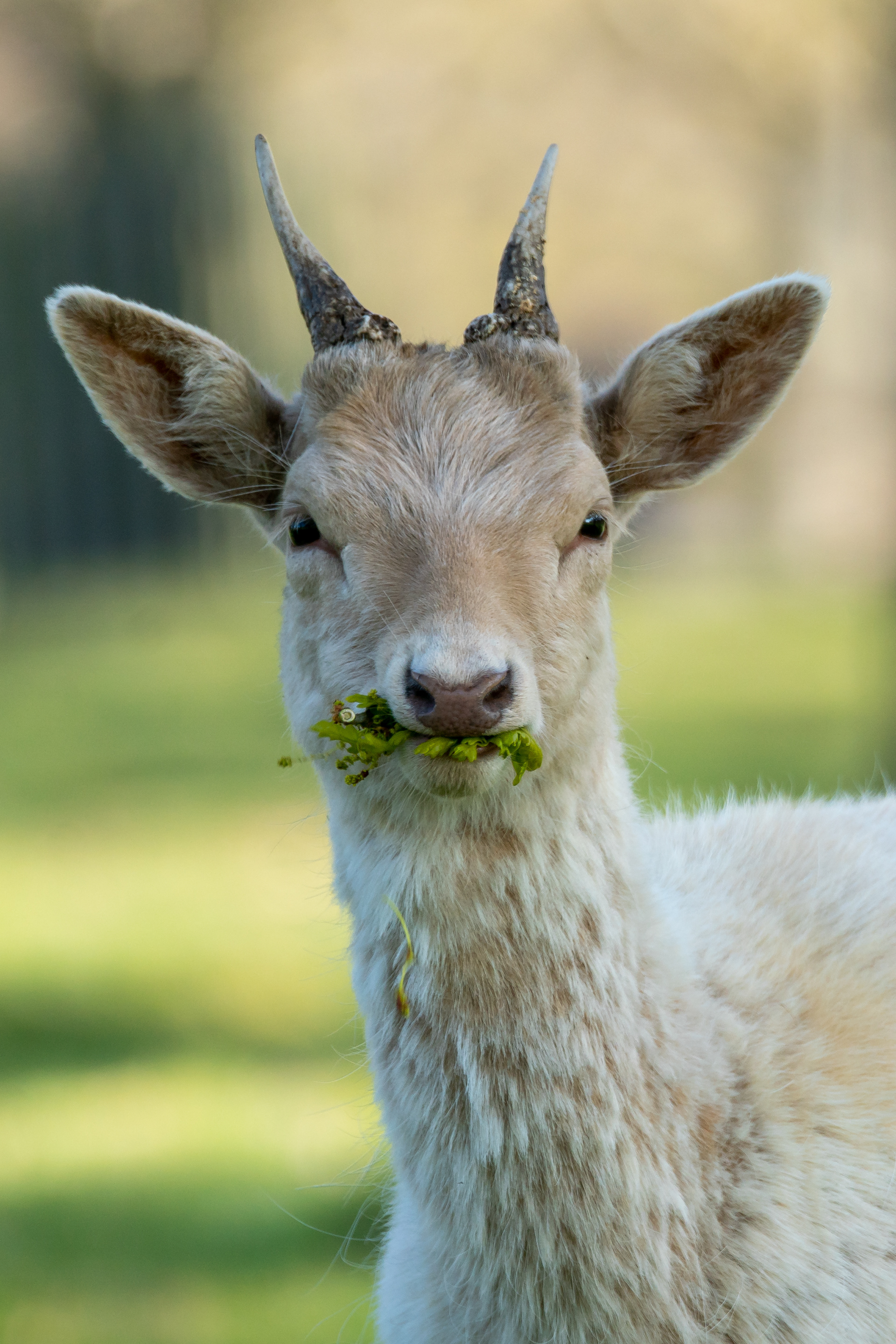 Blonde deer stag, Bushy park