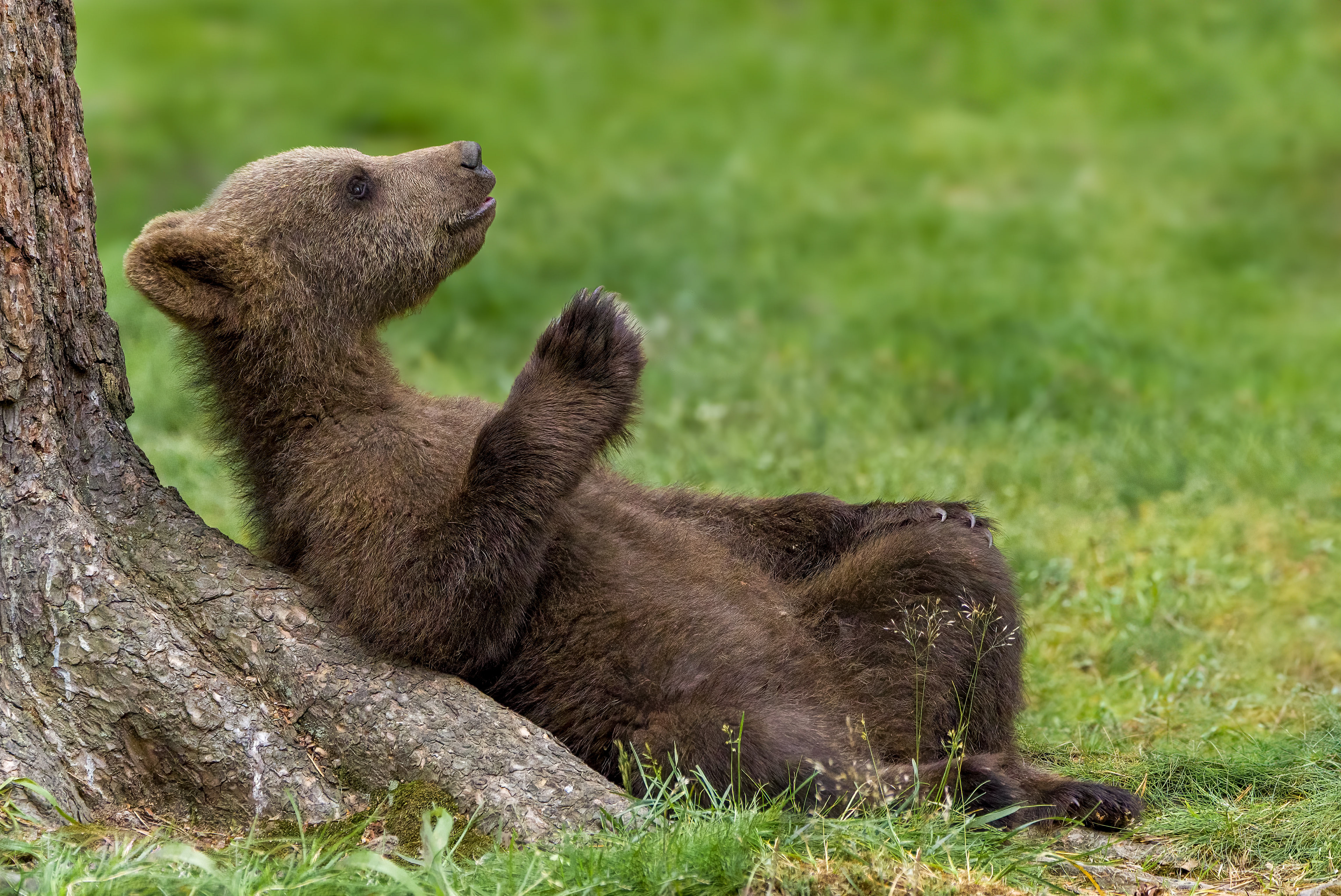 Brown bears, Finland