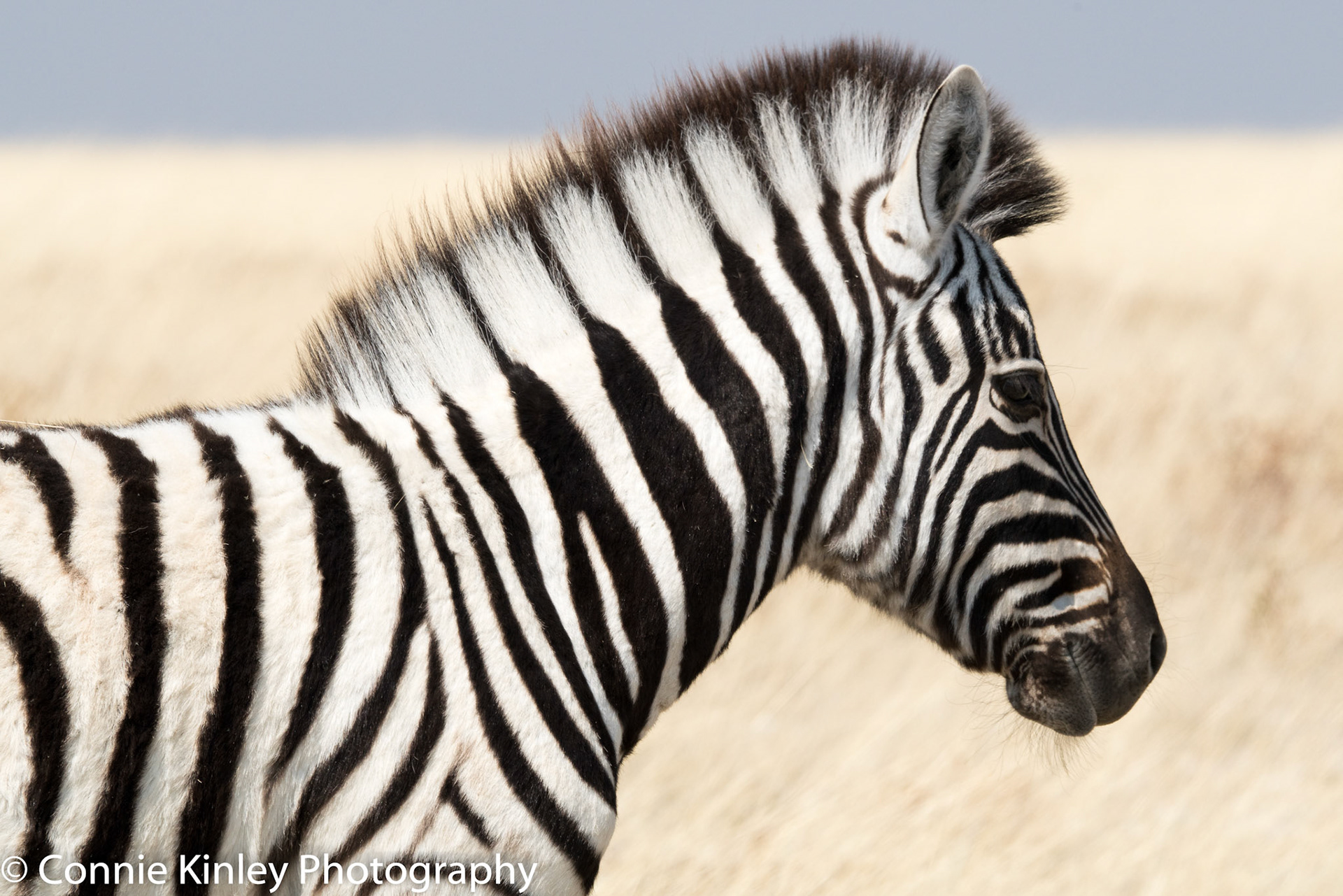 Zebra, Etosha