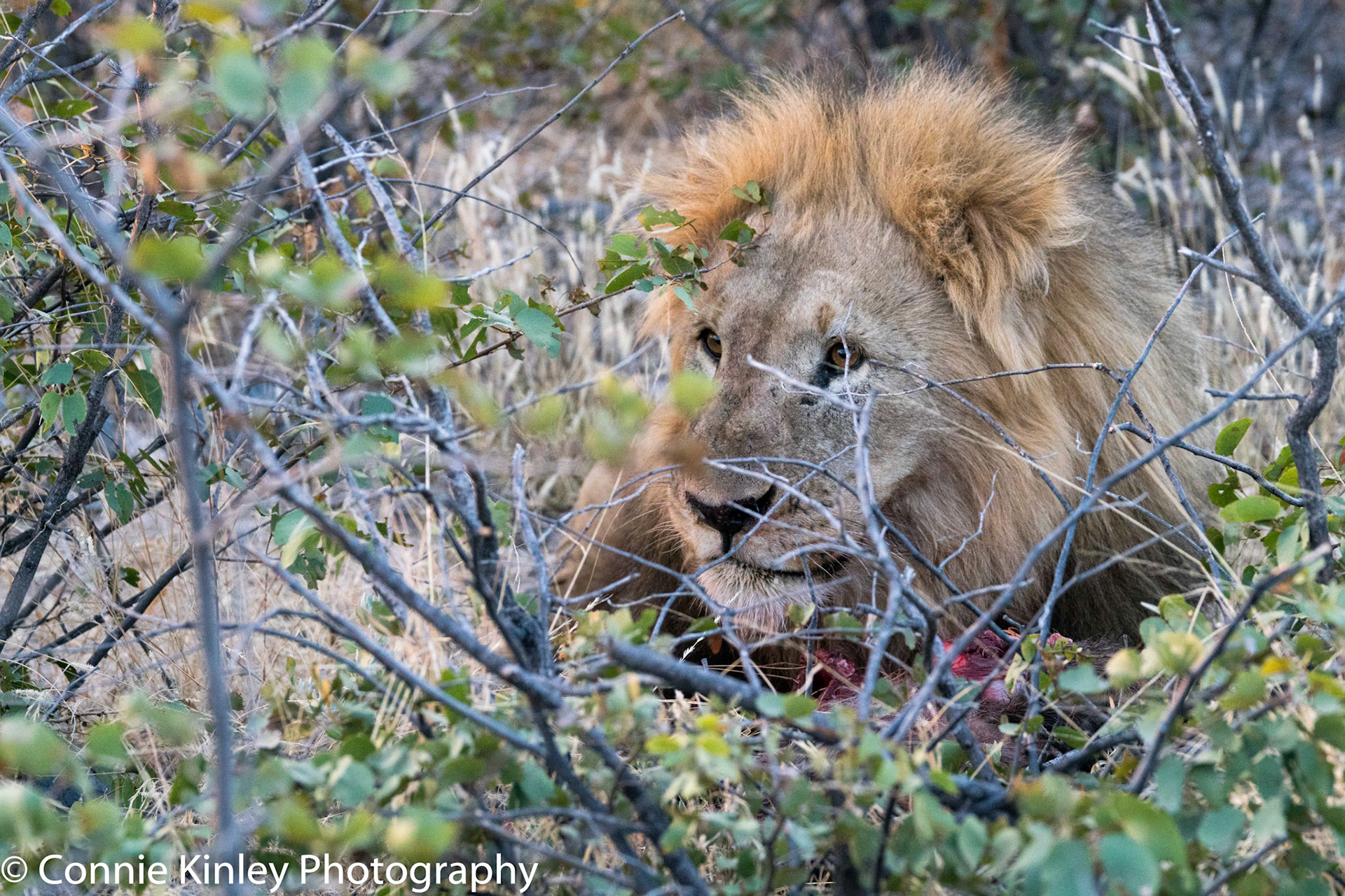 Male lion eating, Ongava