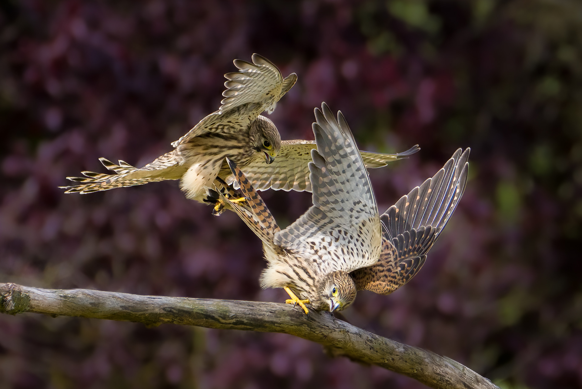 Juvenile kestrel, Bushy Park