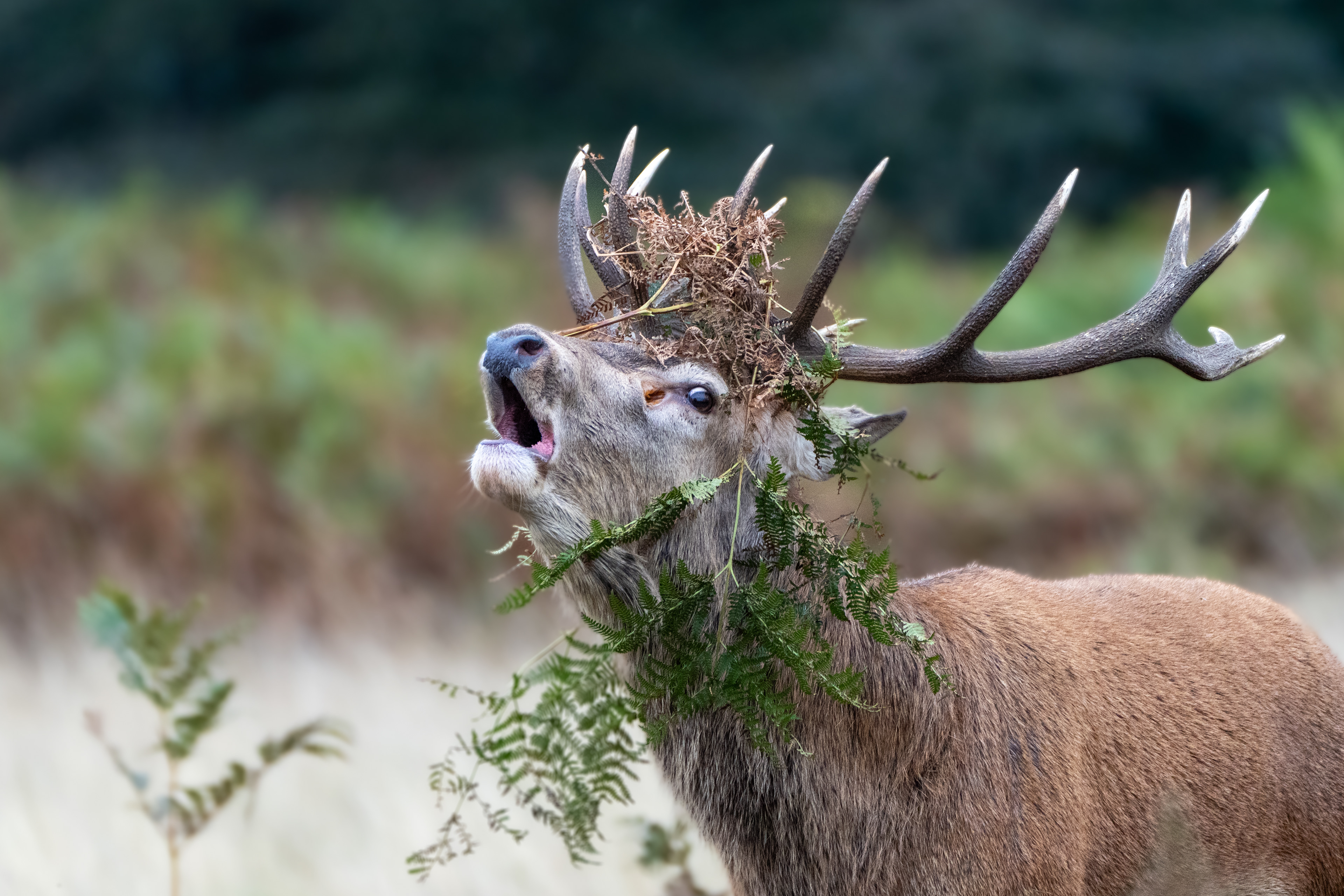 Deer rut, Bushy Park