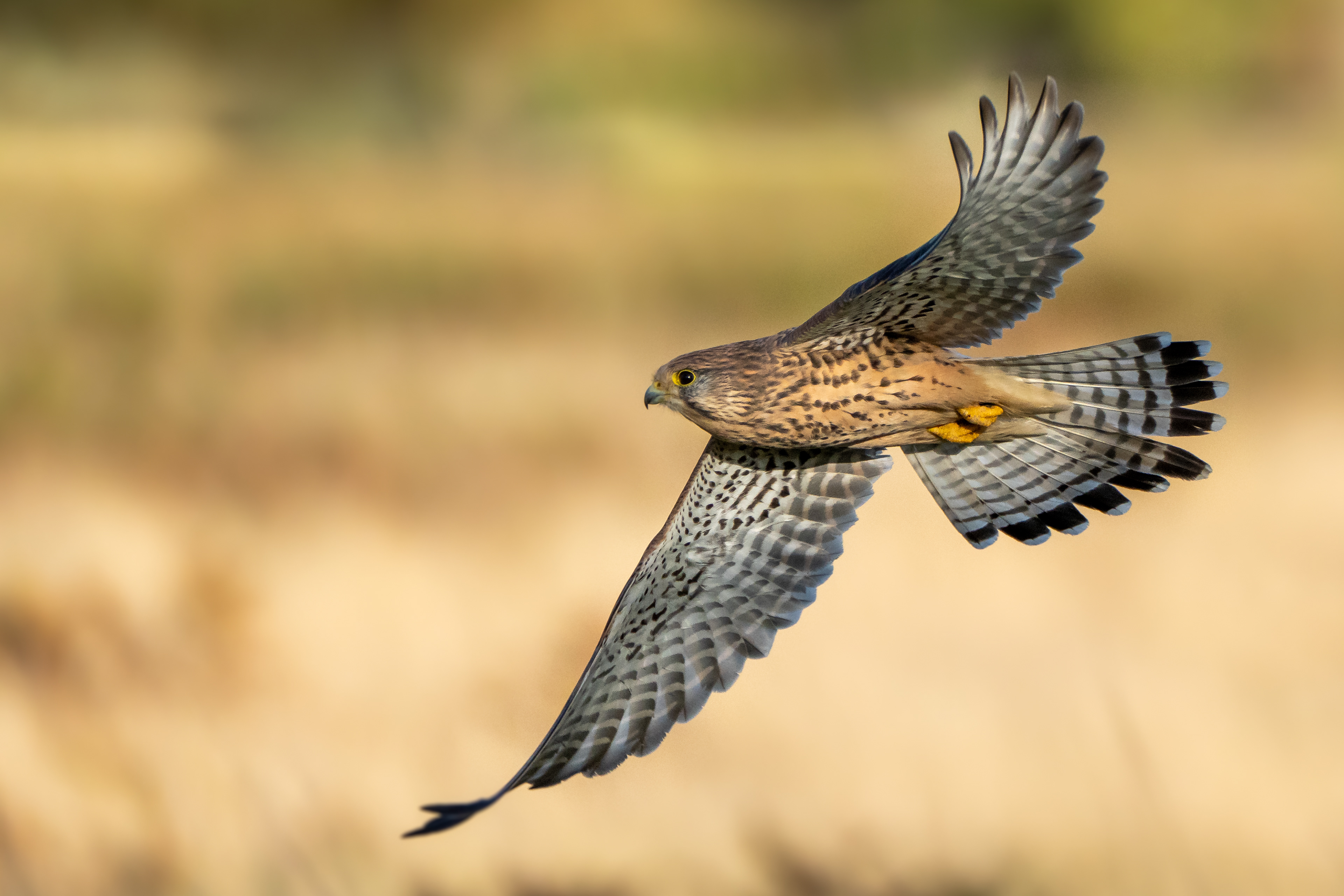 Juvenile Cuckoo, Bushy Park