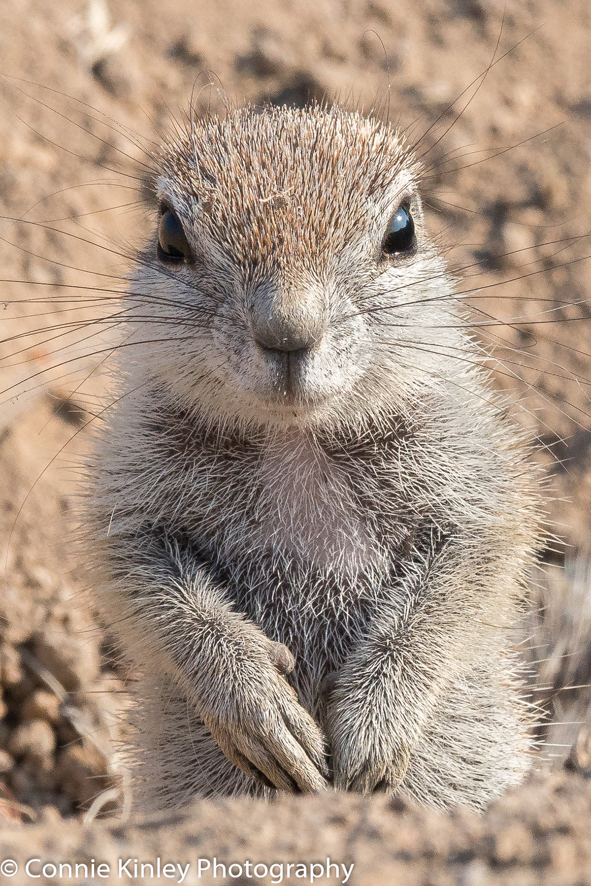 Ground squirrel, Ongava