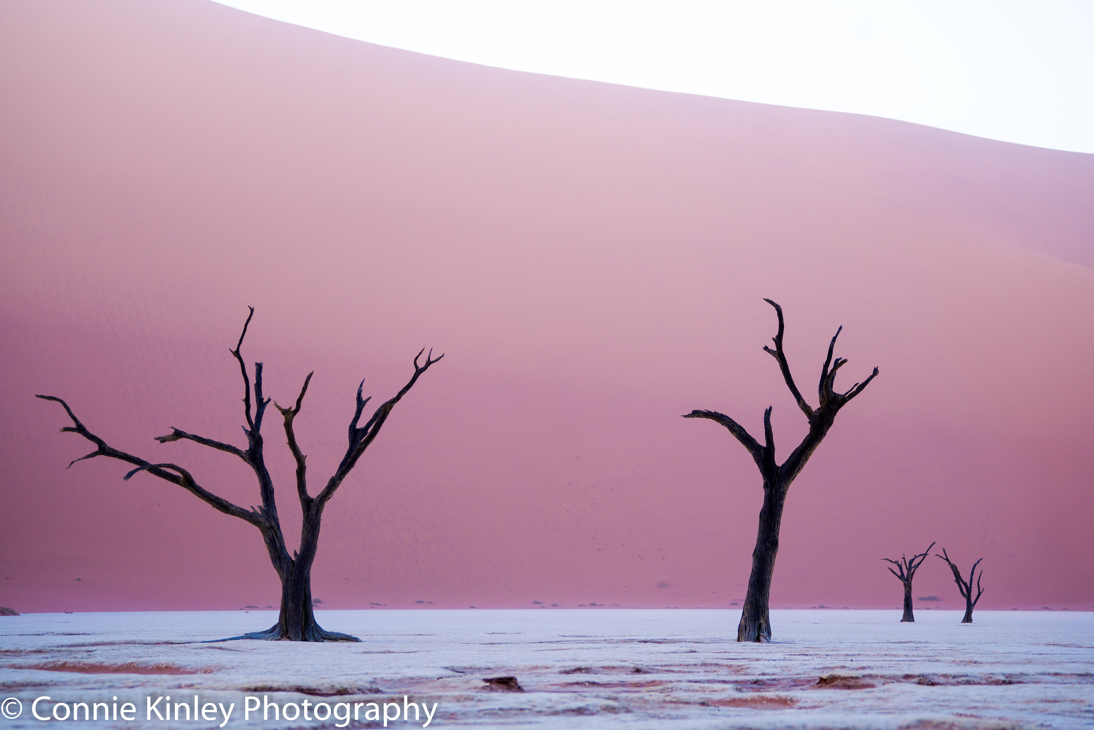 Trees, Deadvlei, Sossusvlei