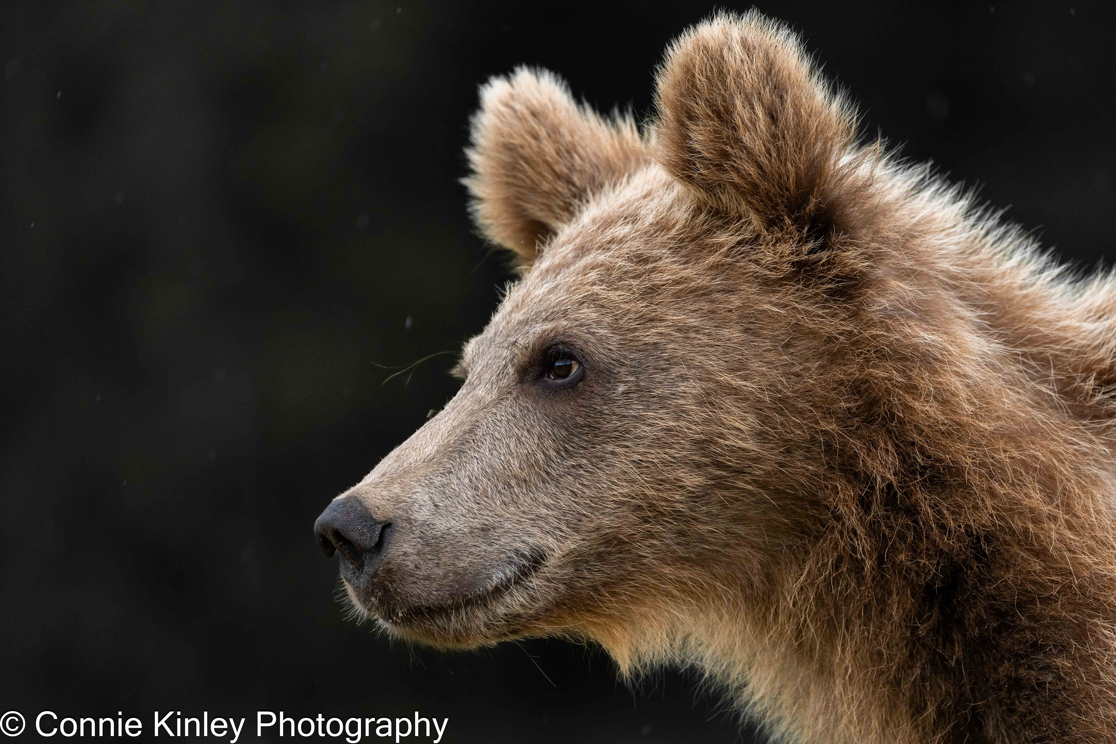 Brown bears, Finland
