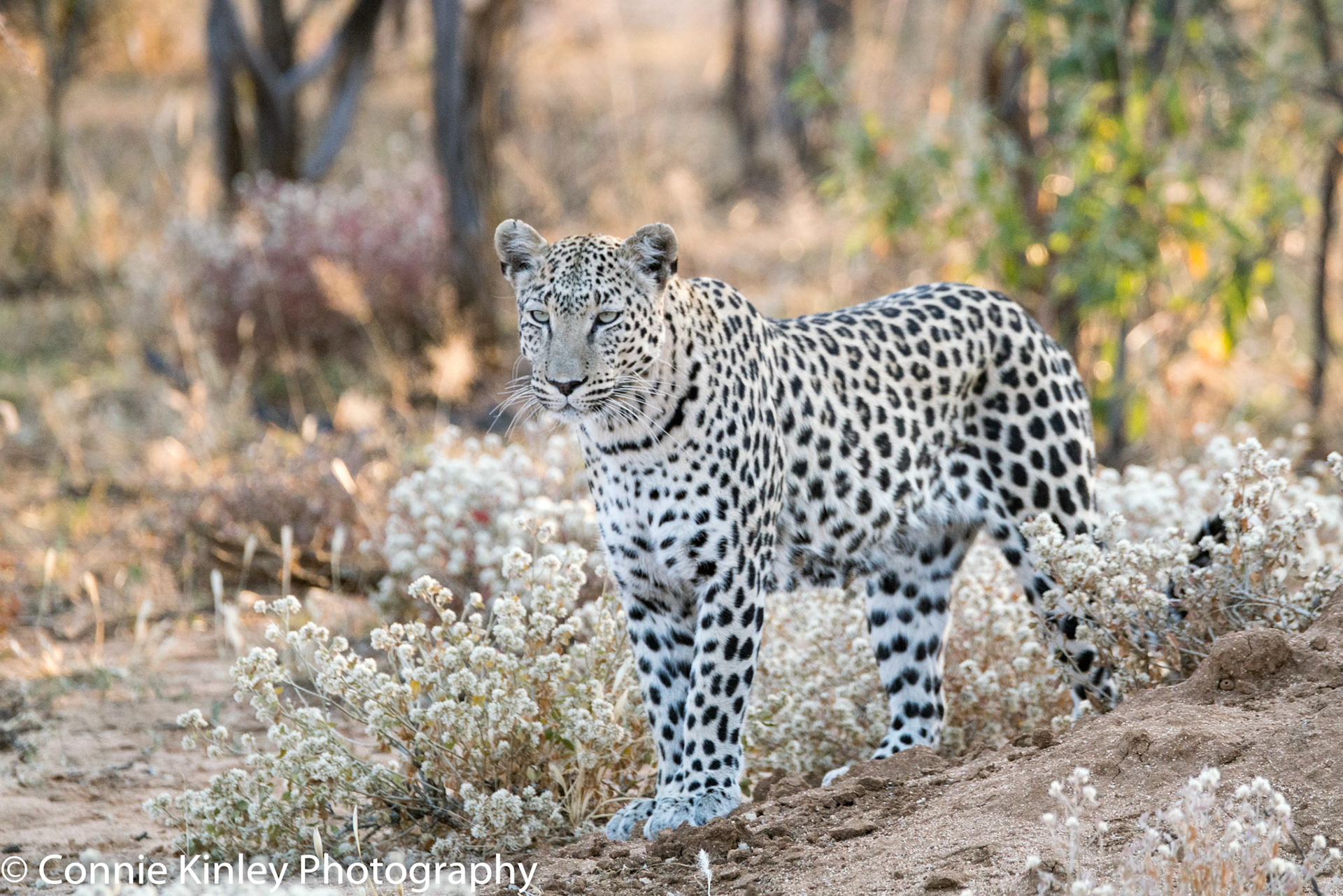 Pale leopard, Okonjima