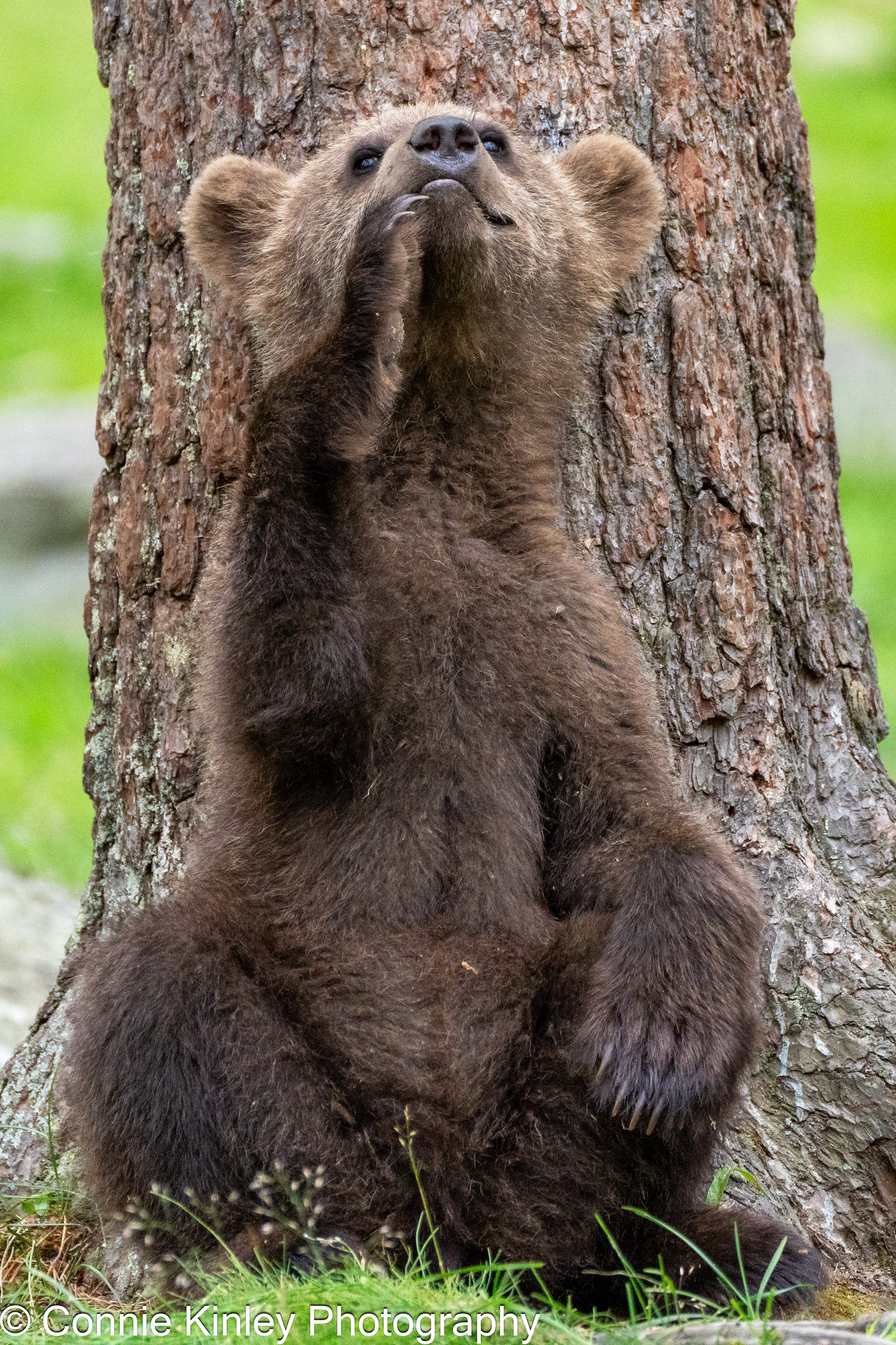 Brown bears, Finland