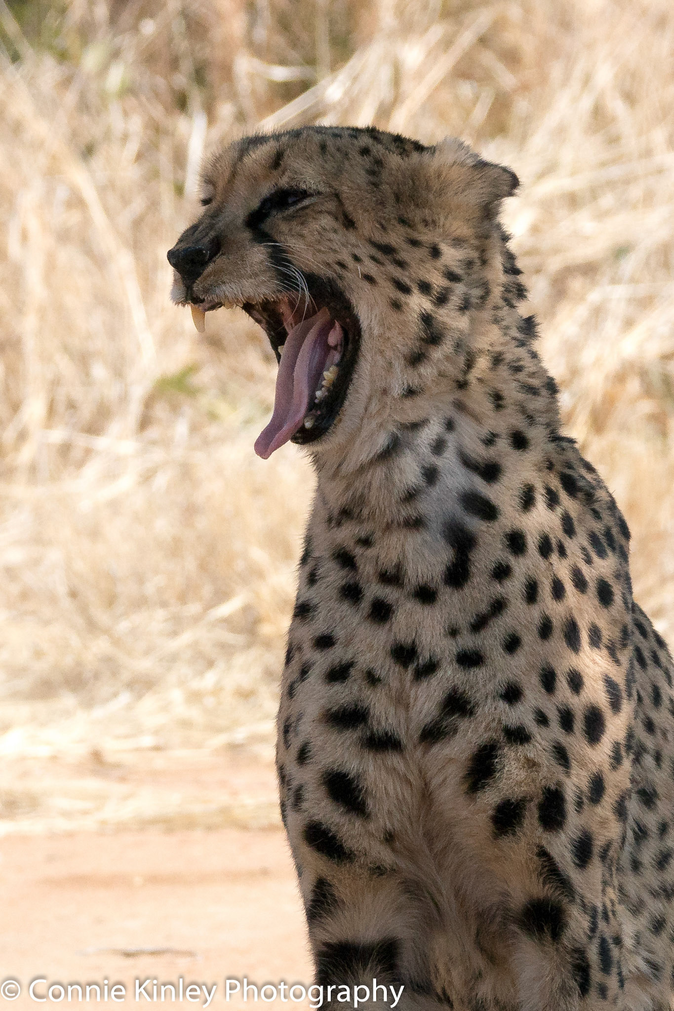 Cheetah yawning, Okonjima