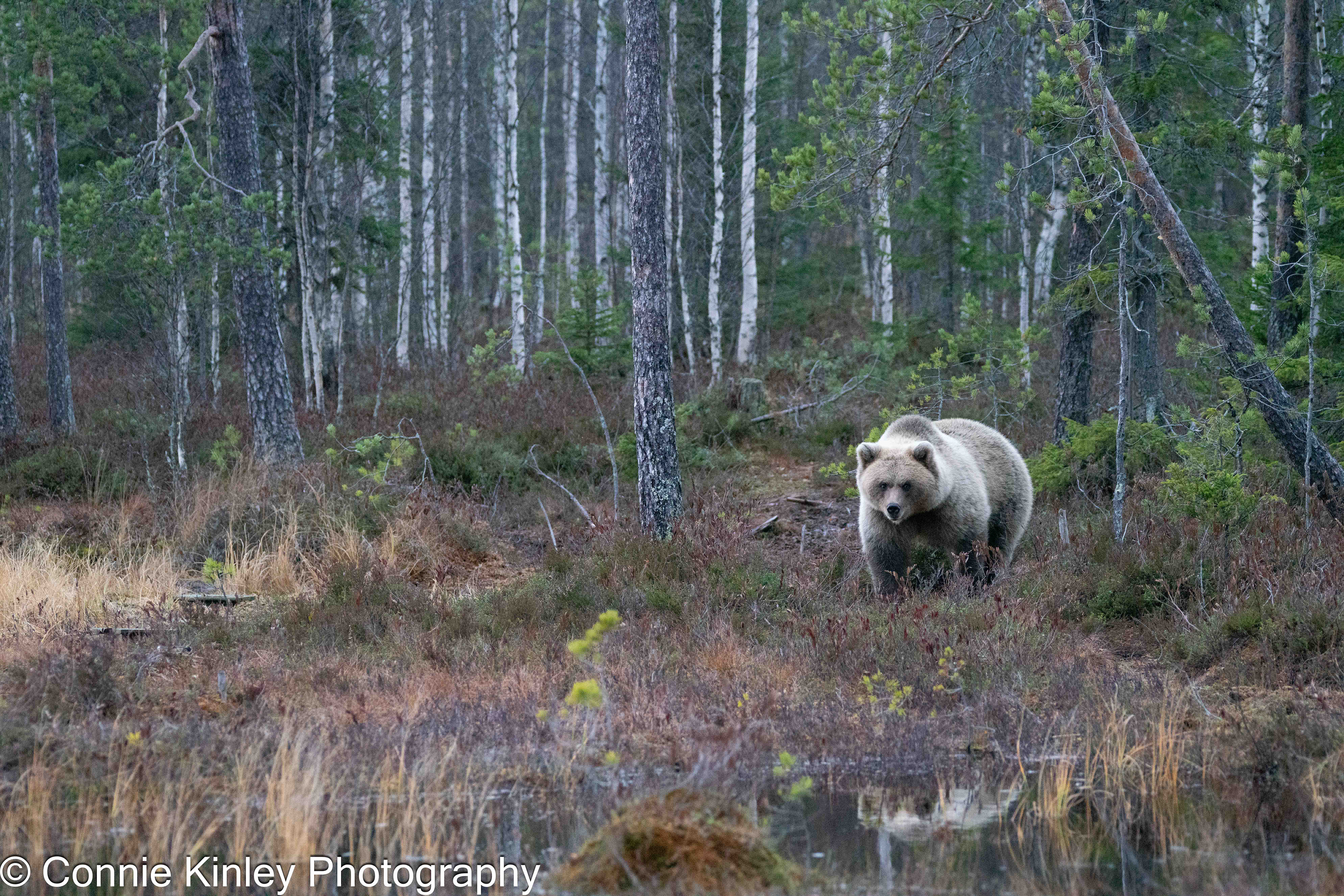 Brown bears, Finland