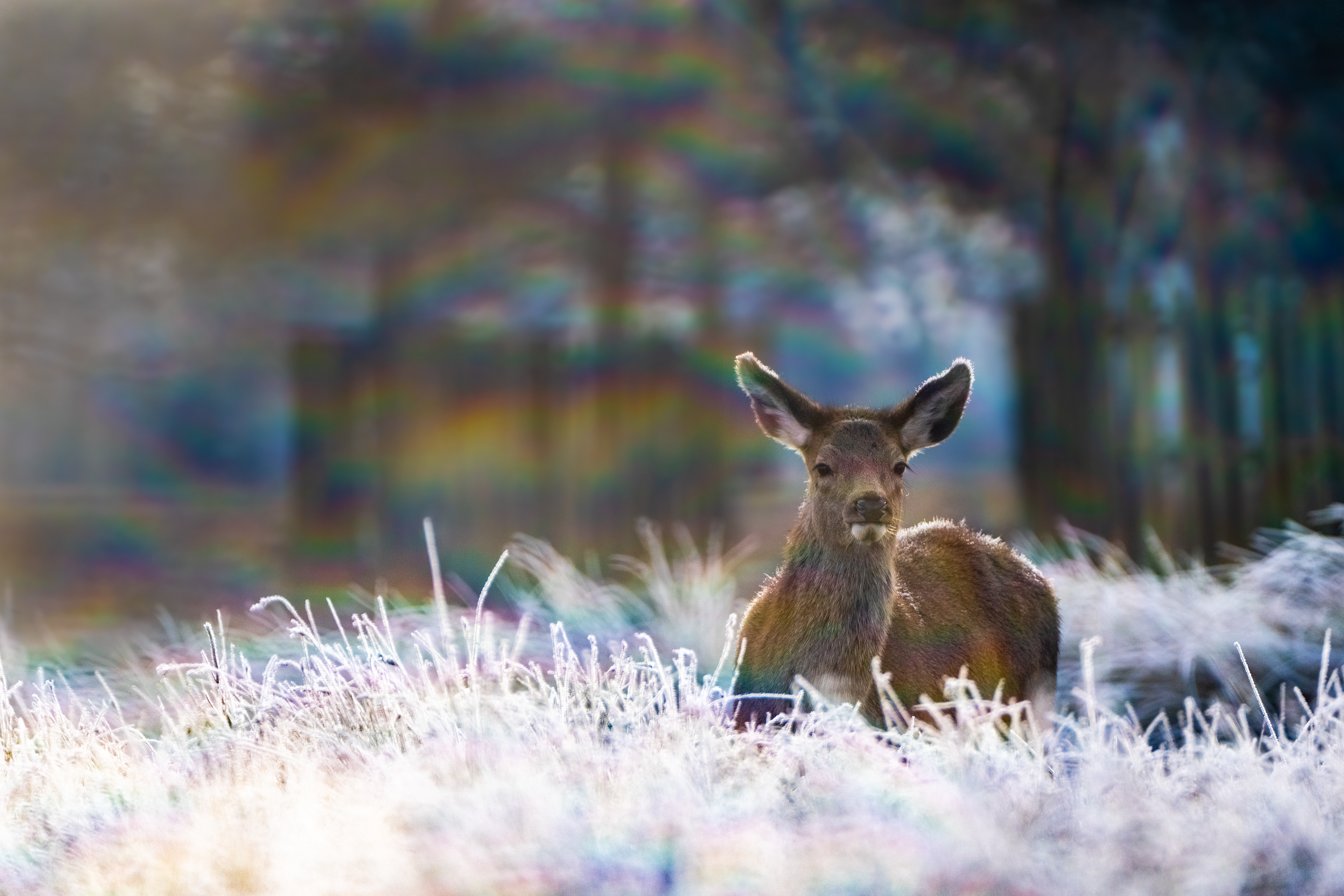 Coromrant, Bushy Park