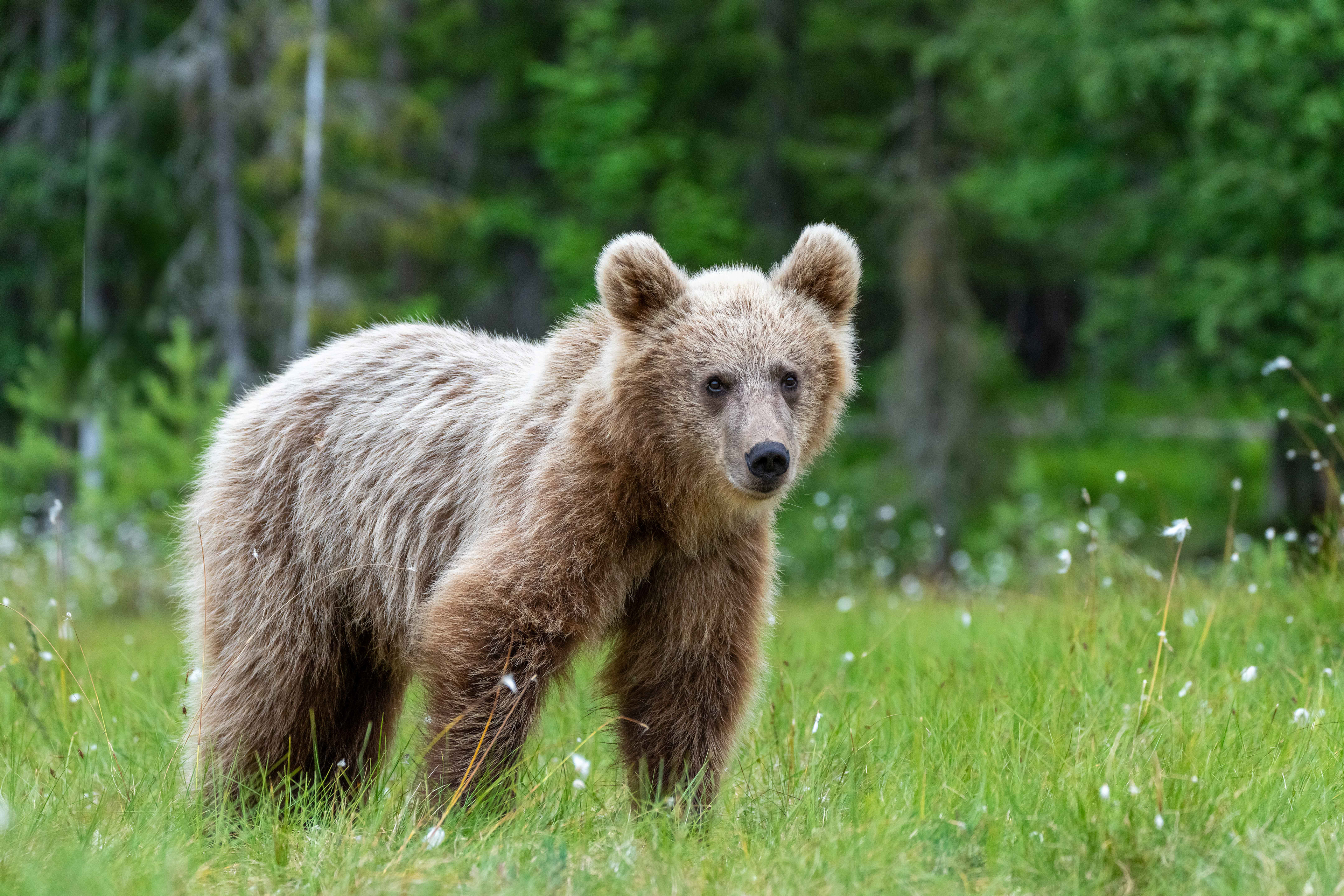 Brown bears, Finland