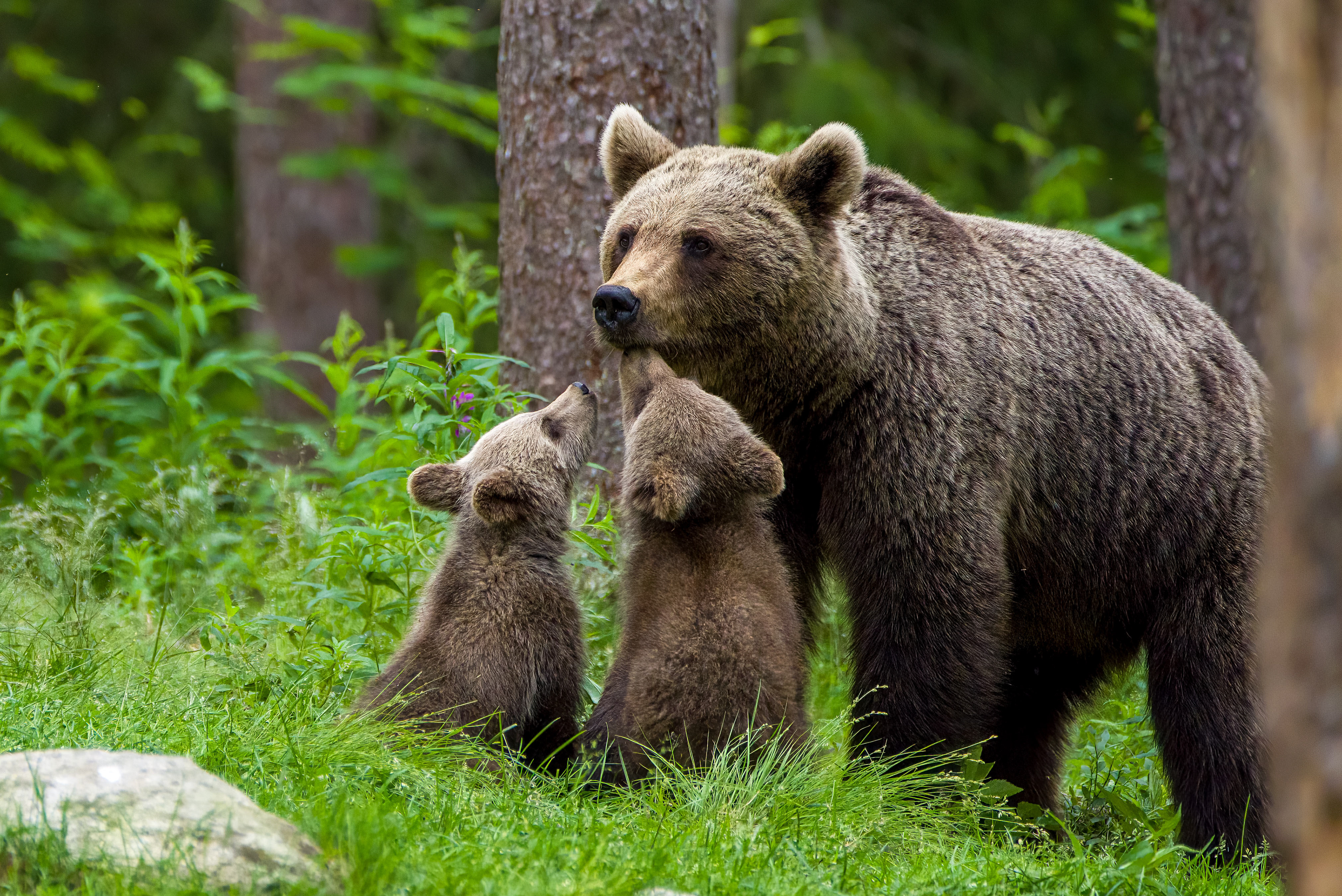 Brown bears, Finland