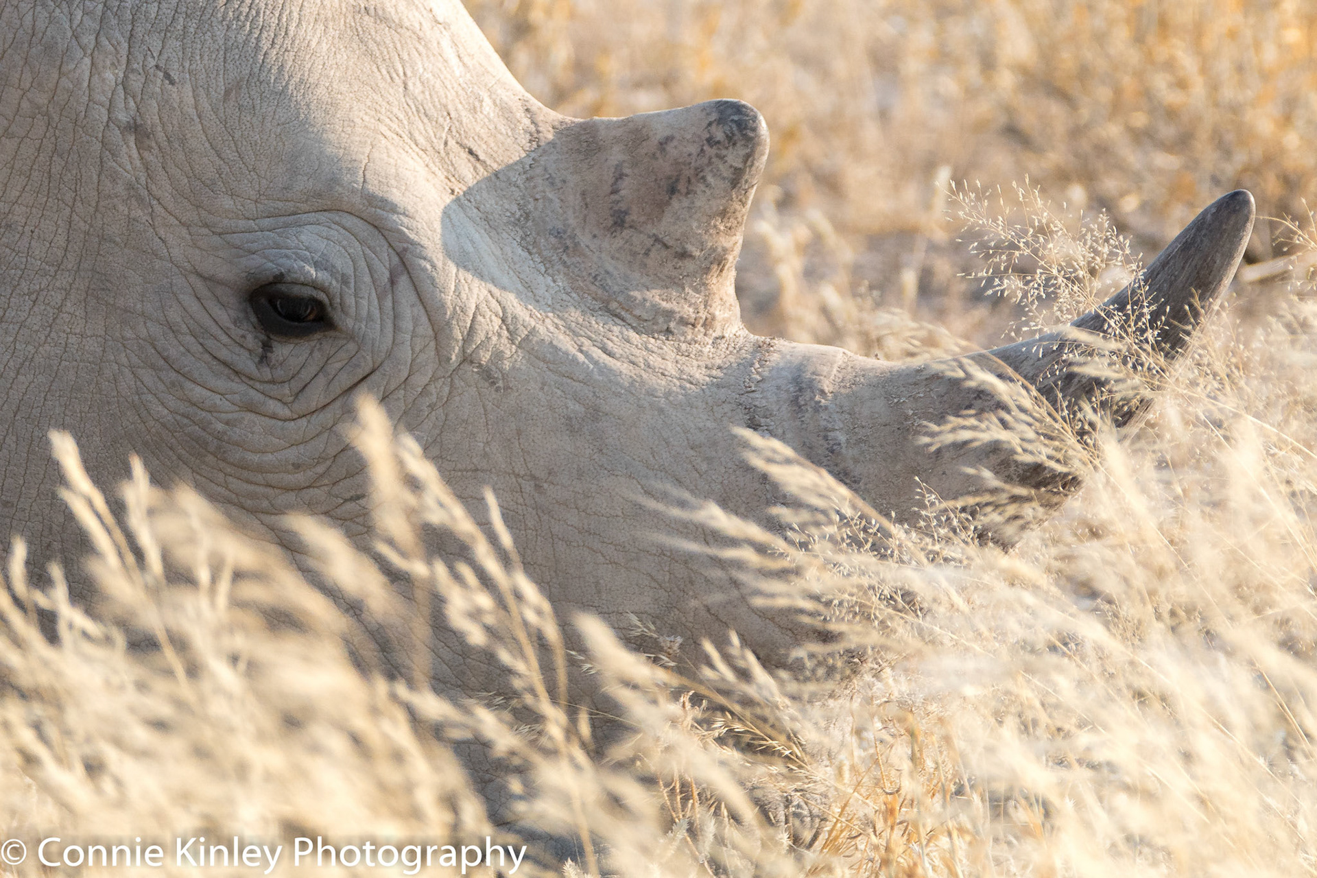 Elephants, Etosha