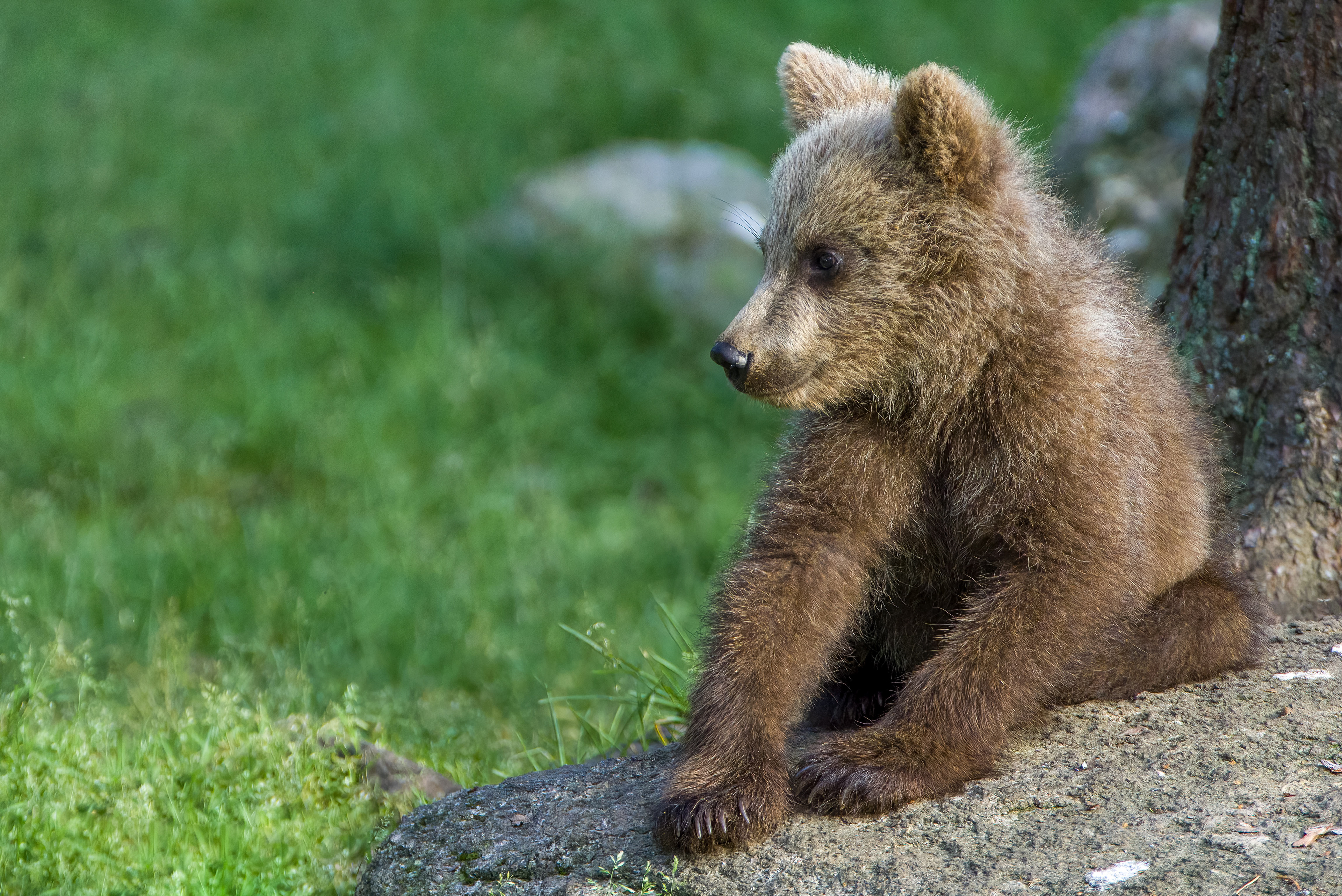 Brown bears, Finland