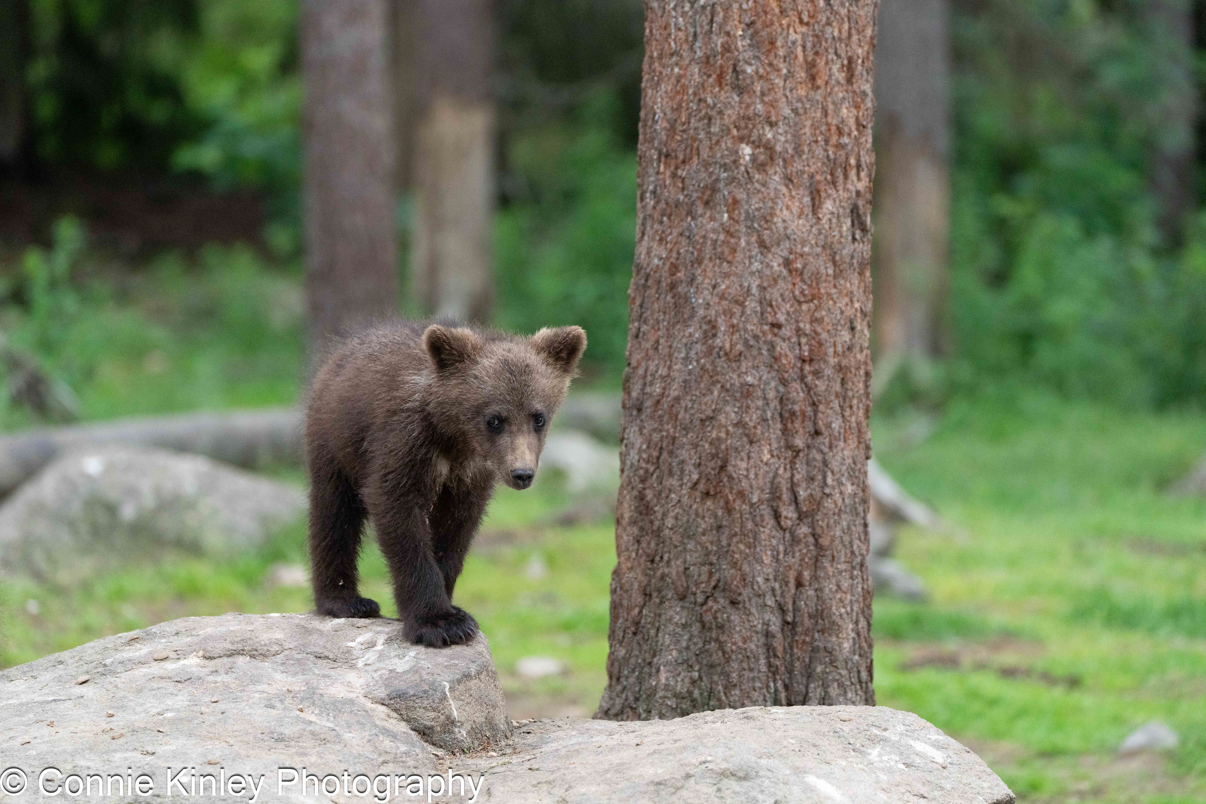 Brown bears, Finland