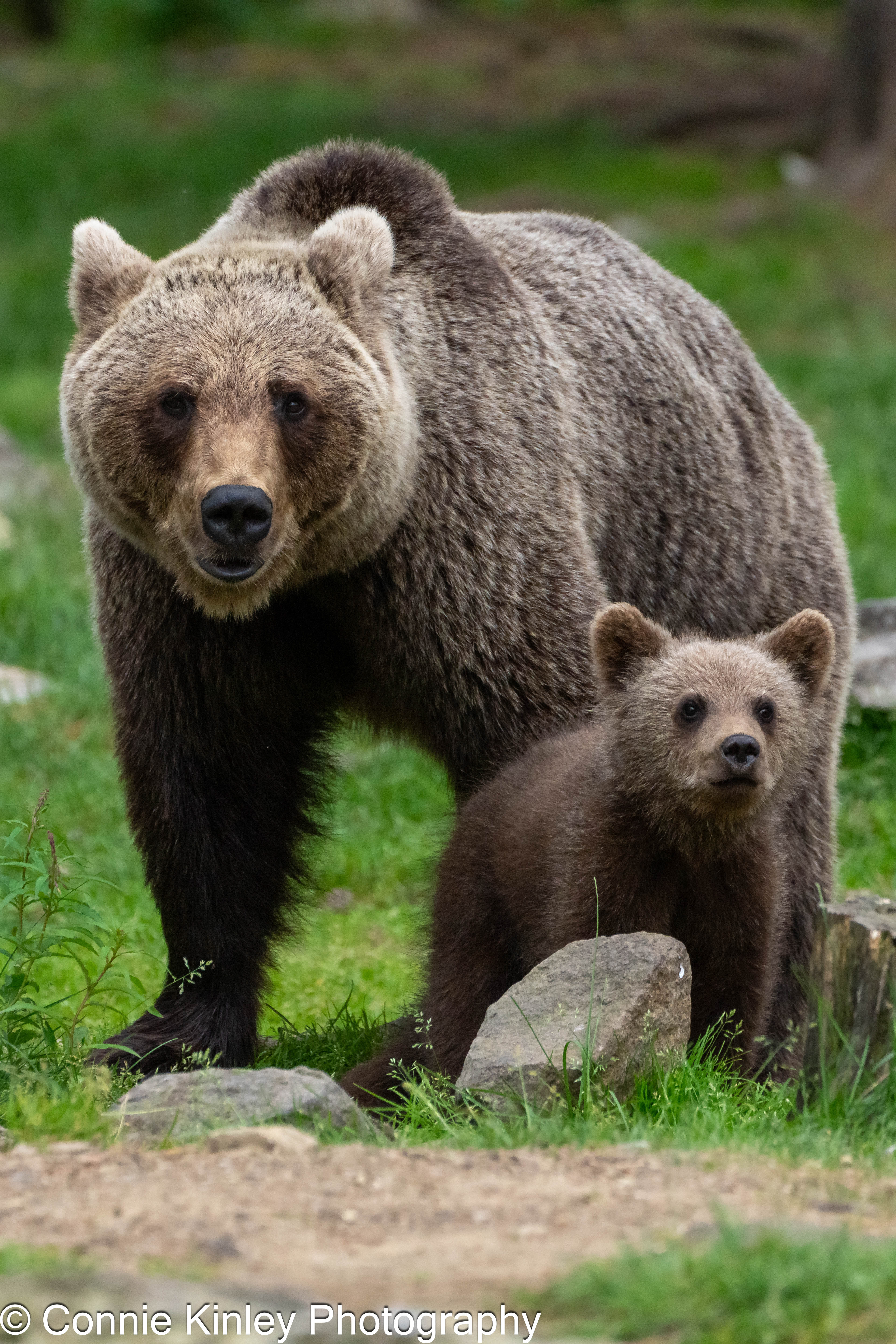 Brown bears, Finland