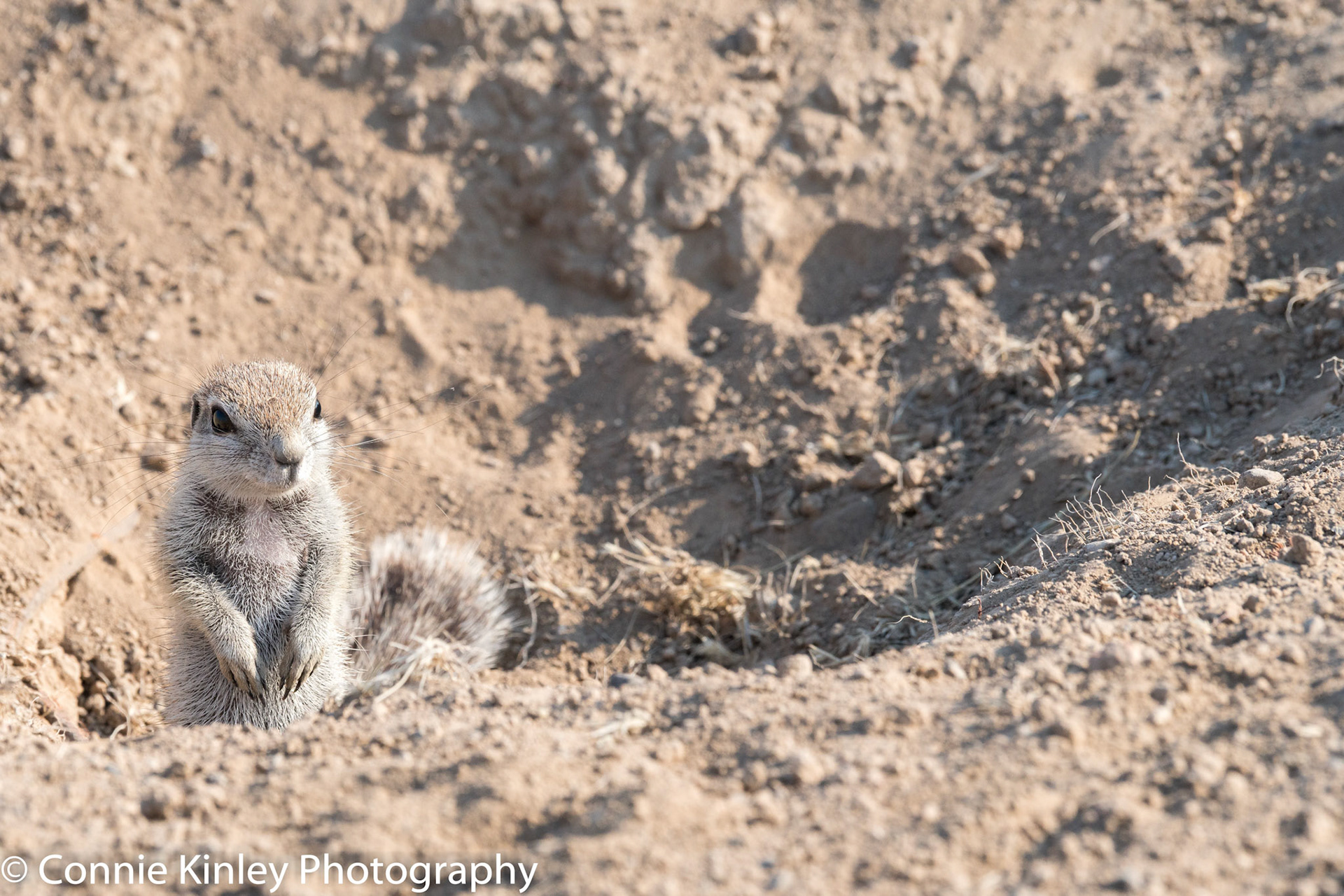 Ground squirrel in burrow, Ongava
