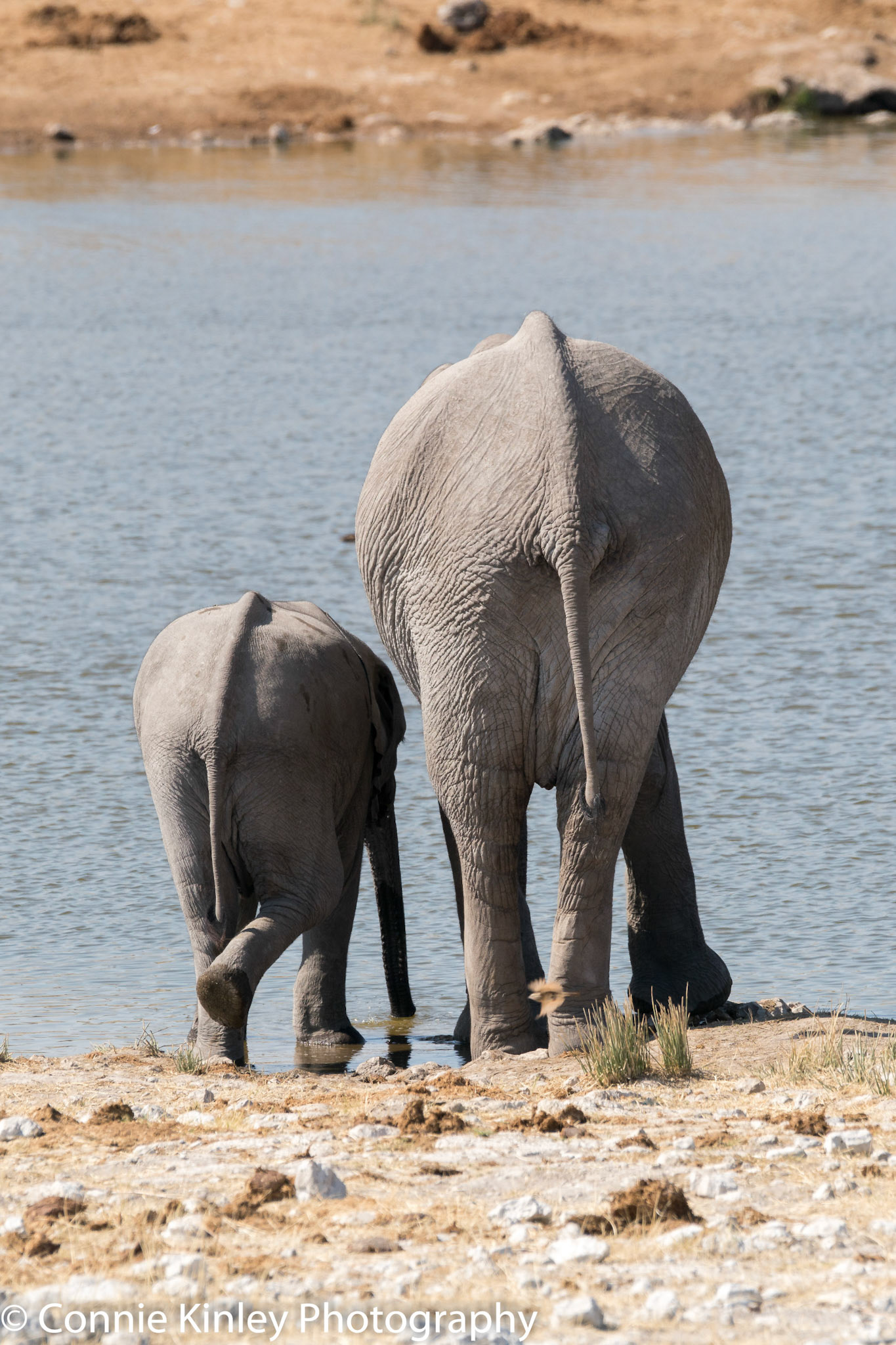Elephants, Etosha