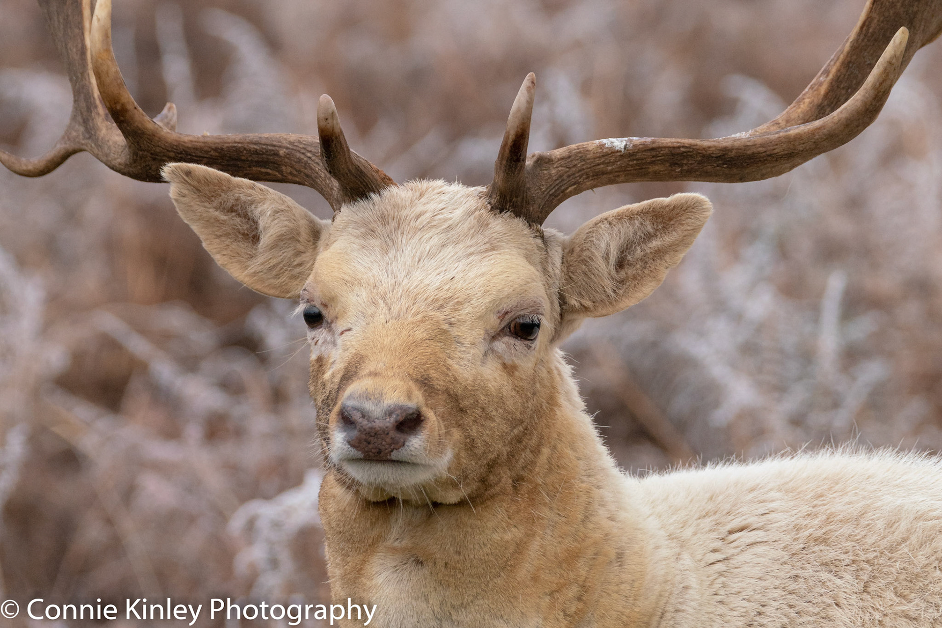 Blonde deer stag, Bushy park