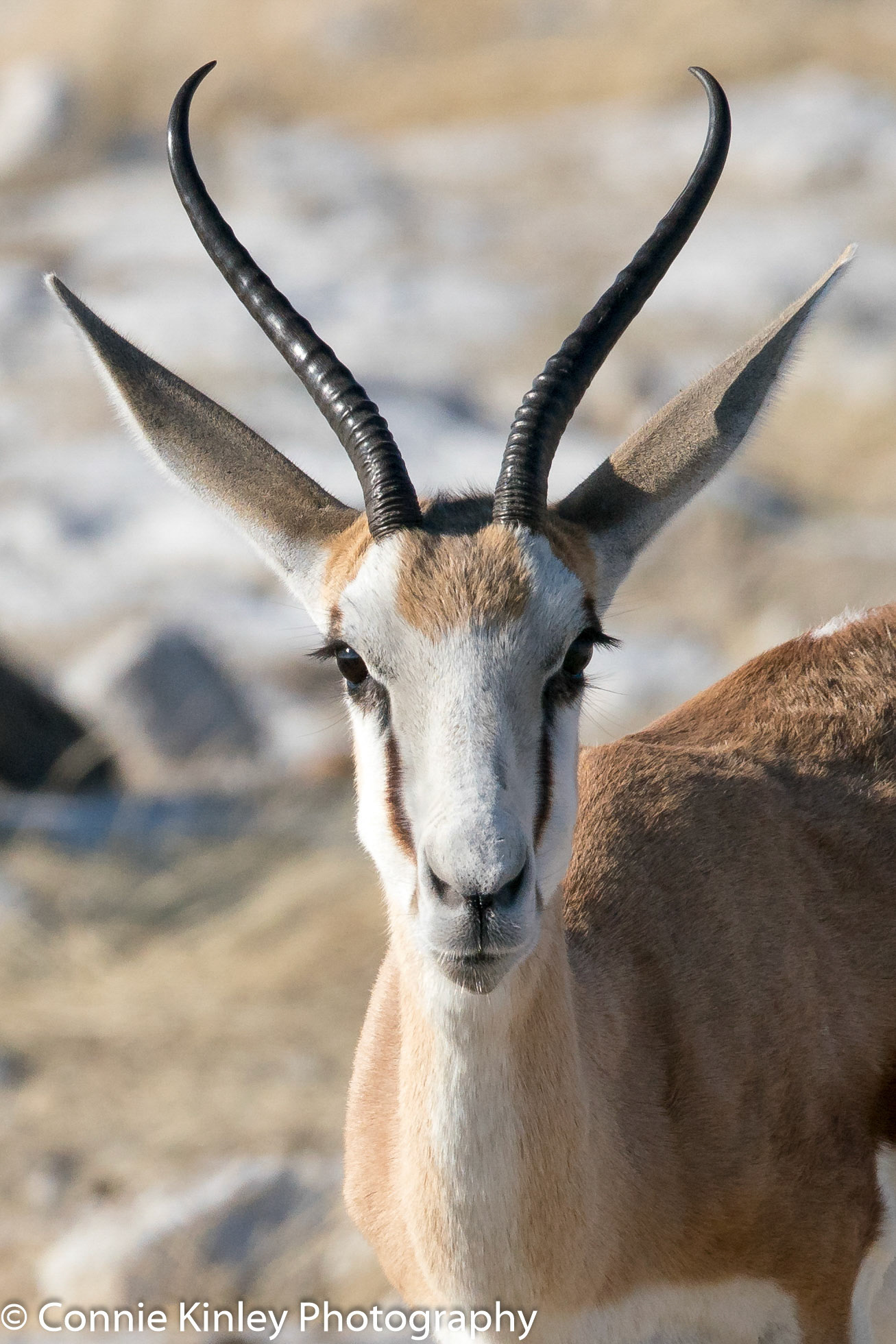 Antelope, Etosha