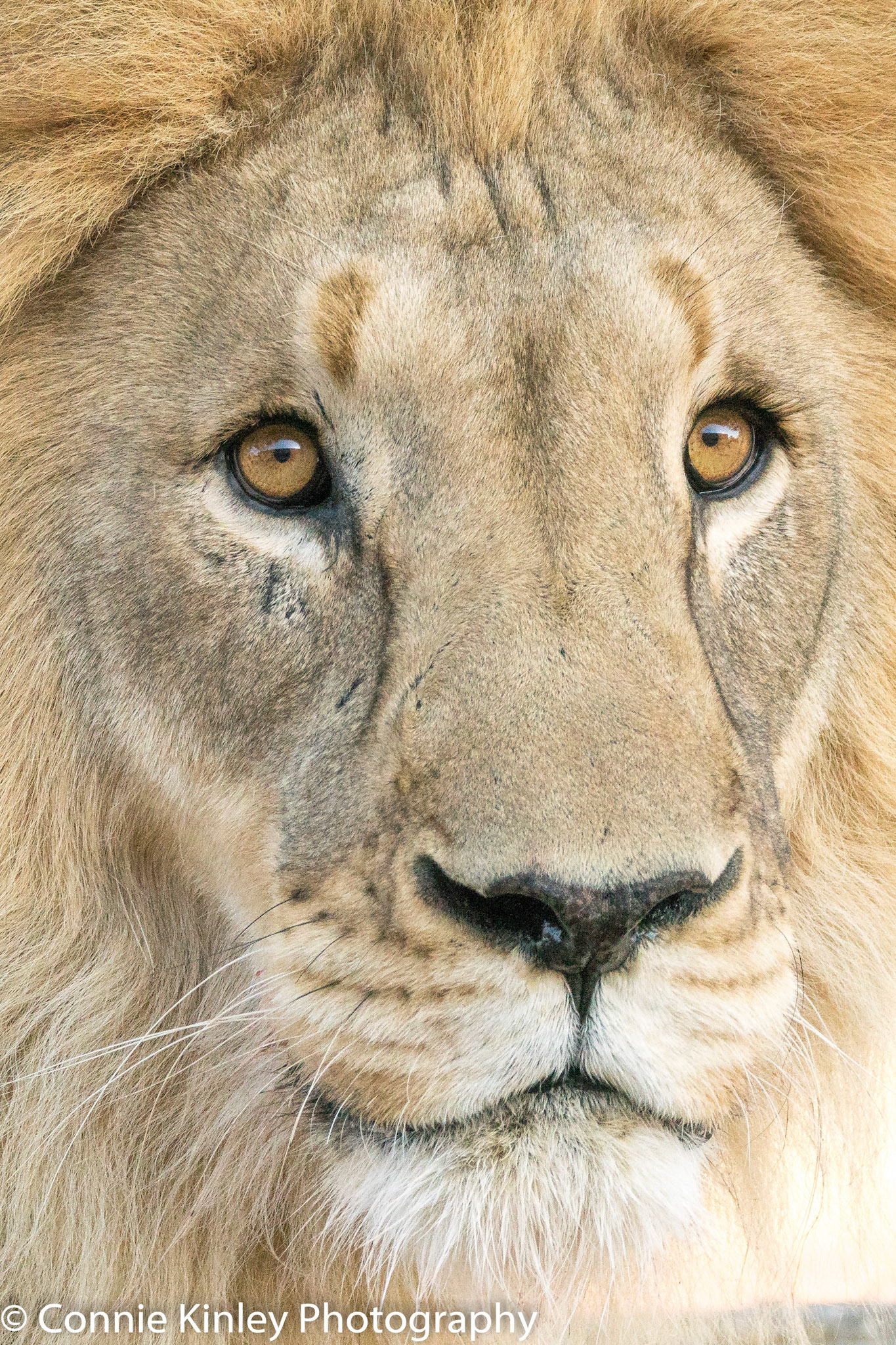Male lion portrait, Okonjima