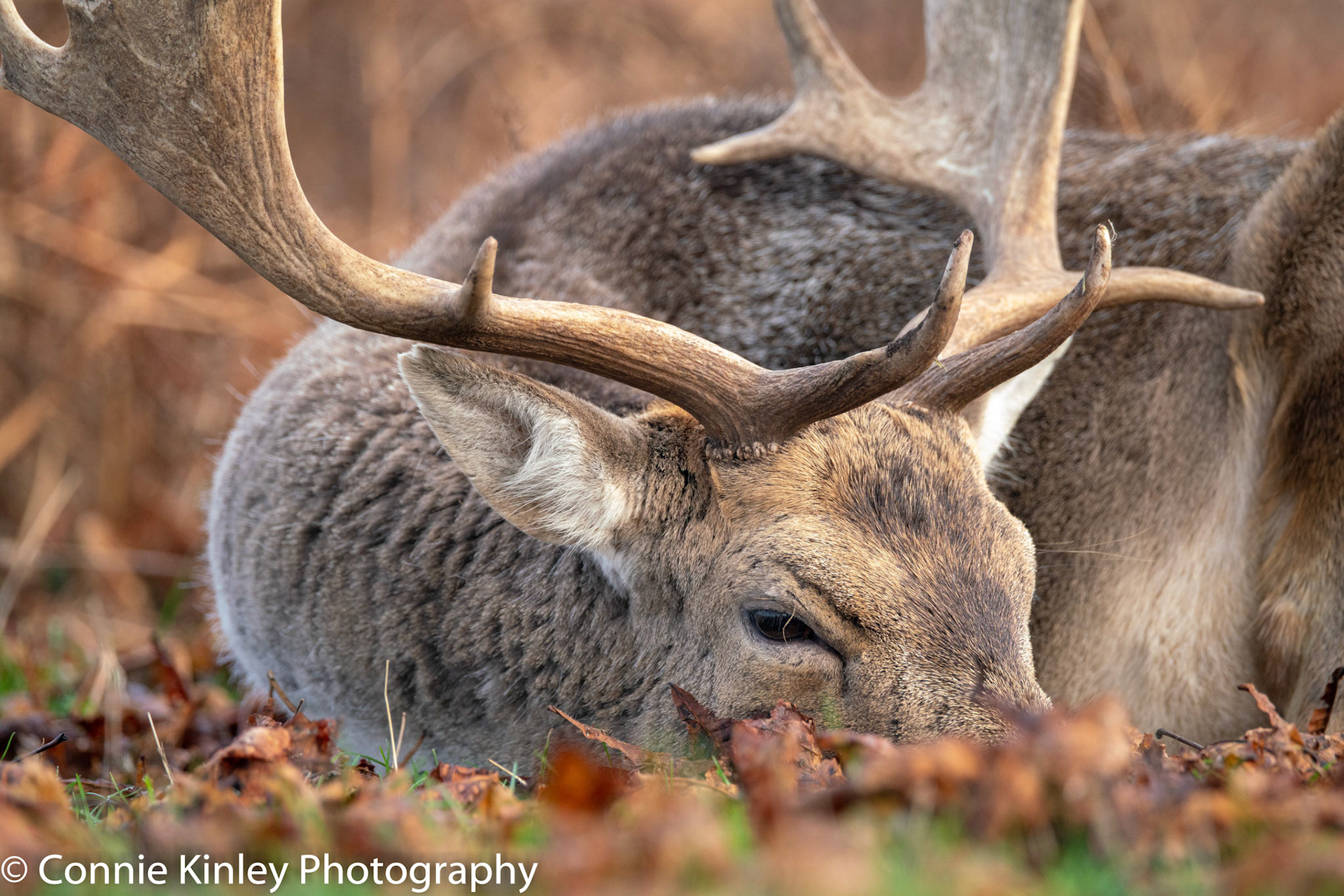 Deer stag, Bushy Park