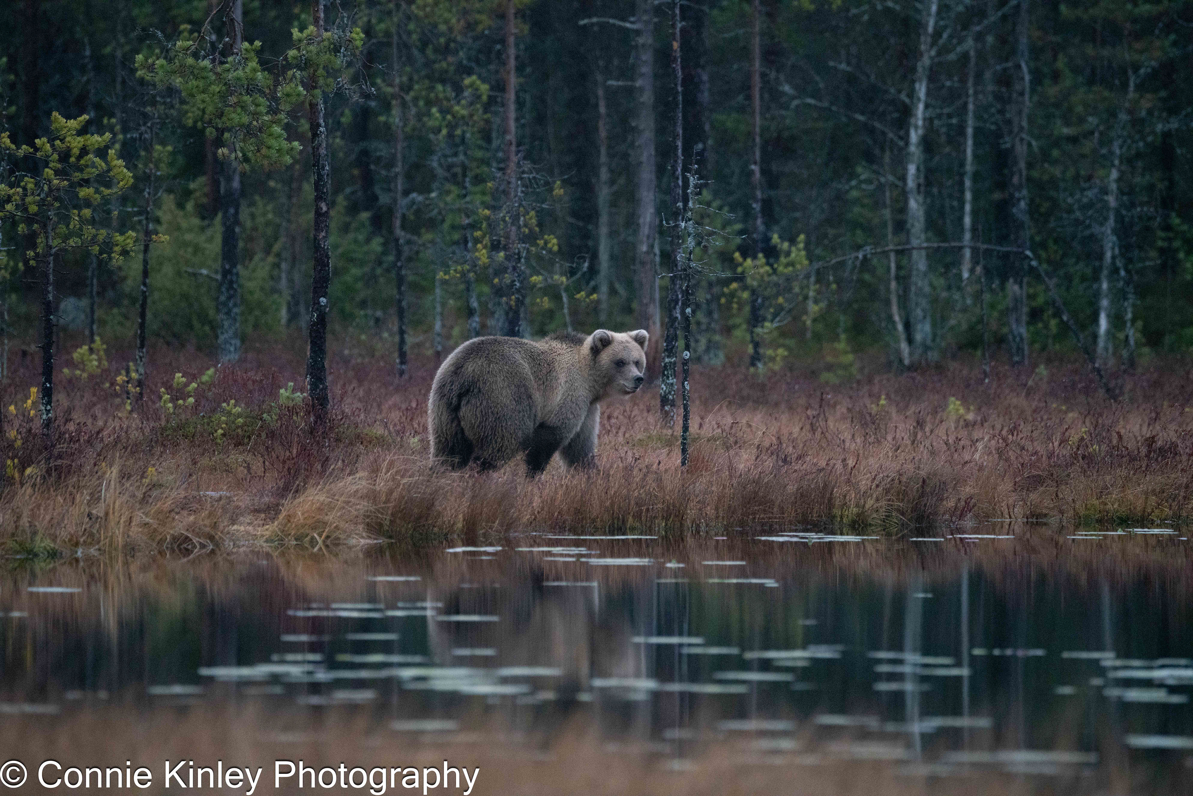 Brown bears, Finland